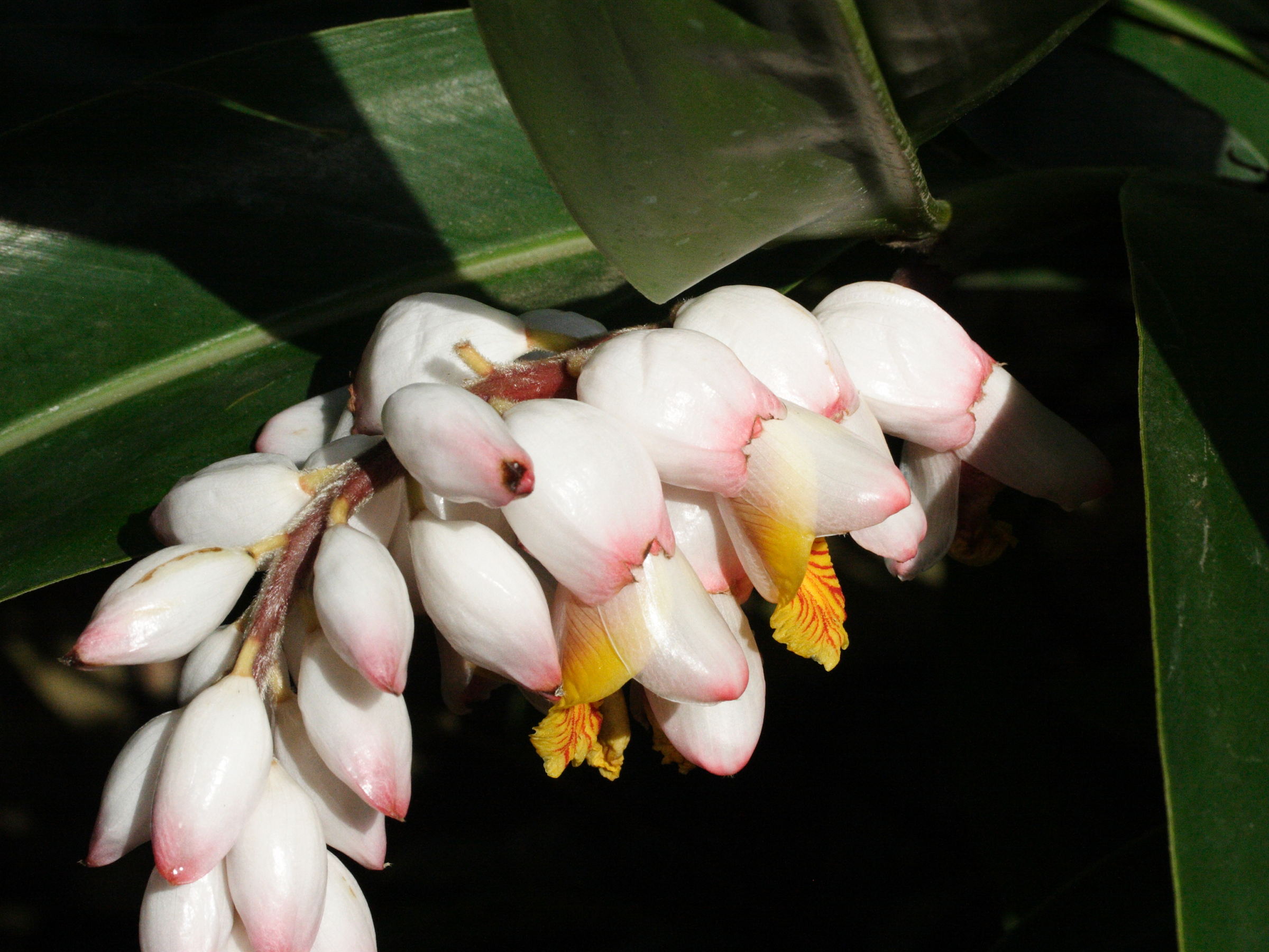 Alpinia_zerumbet