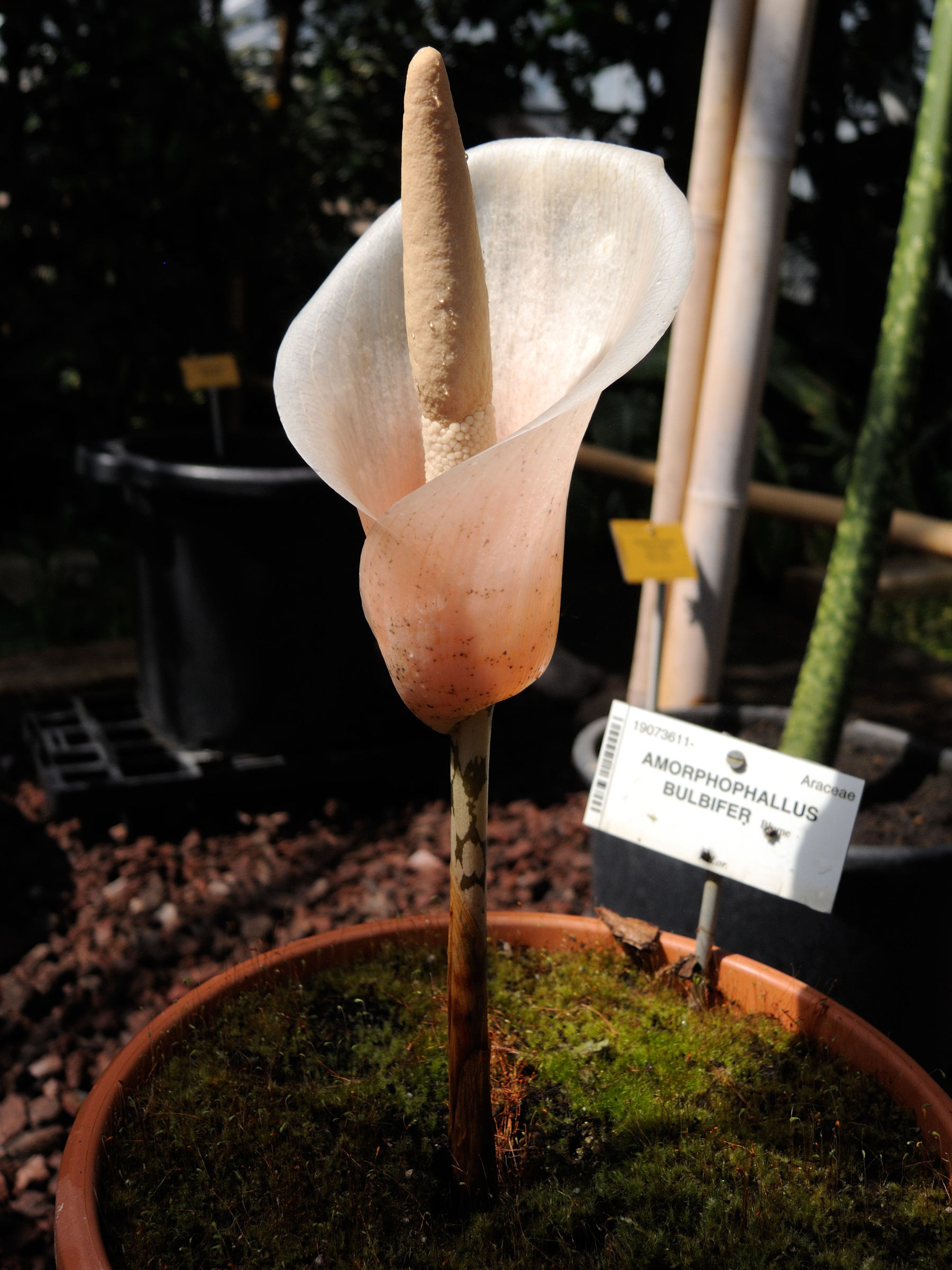 amorphophallus_bulbifer1md