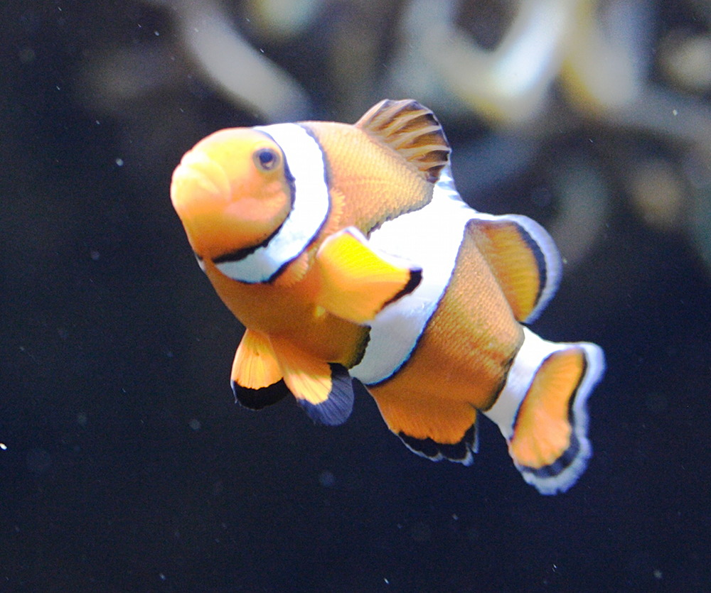 Afficher le média amphiprion_ocellaris2md amphiprion_ocellaris2md