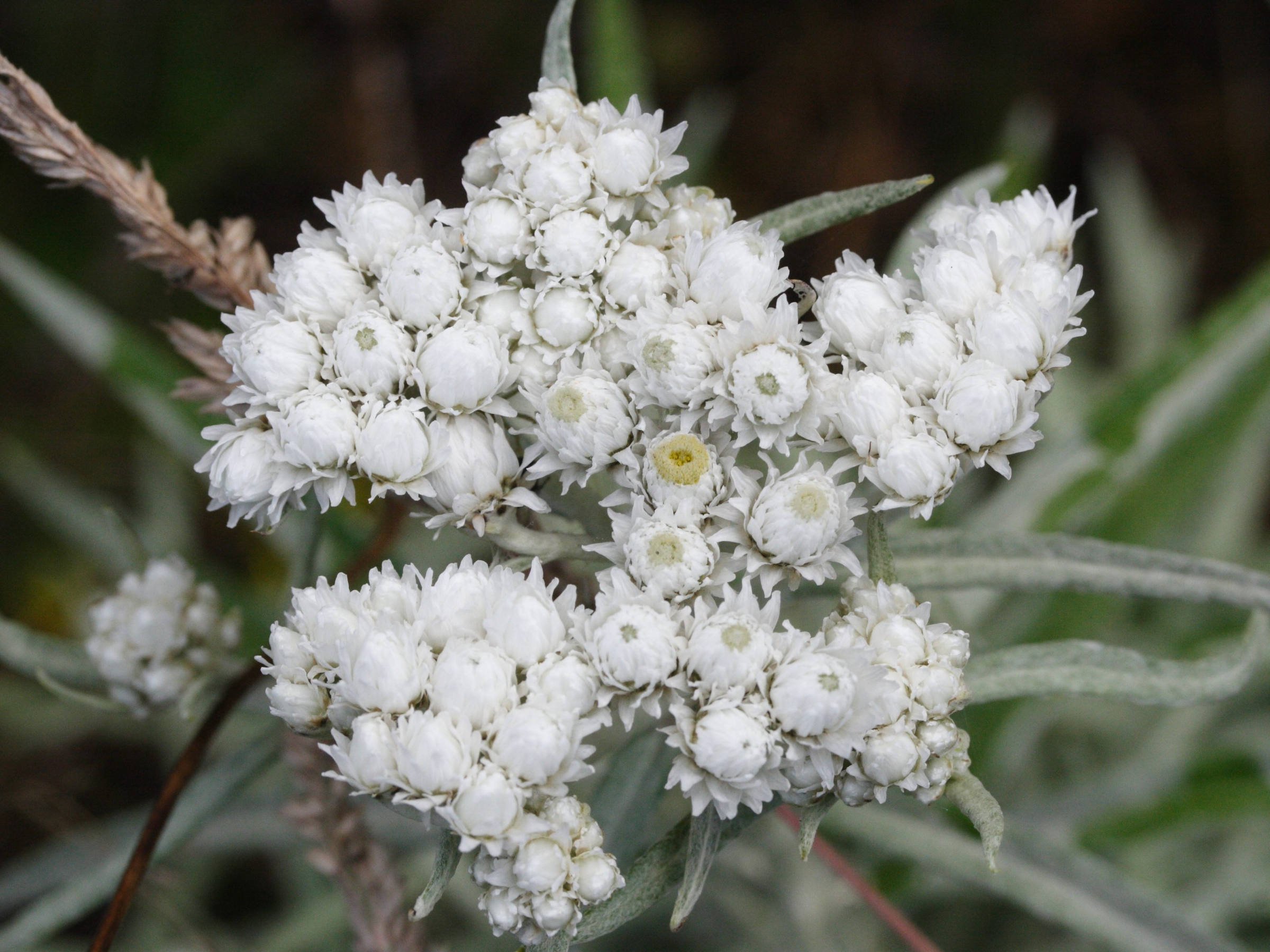 anaphalis_margaritacea2md