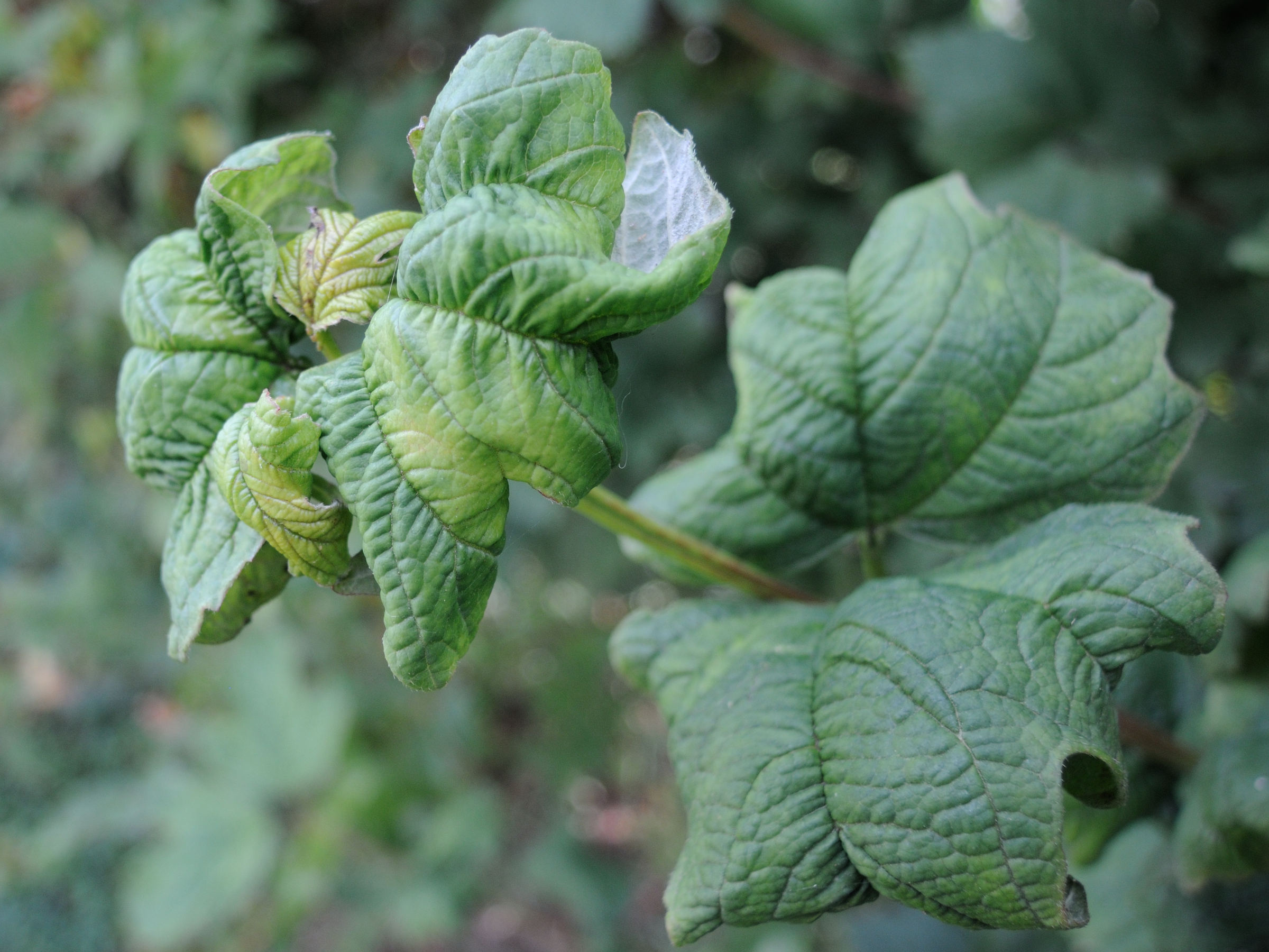 aphis_viburni_degats1md