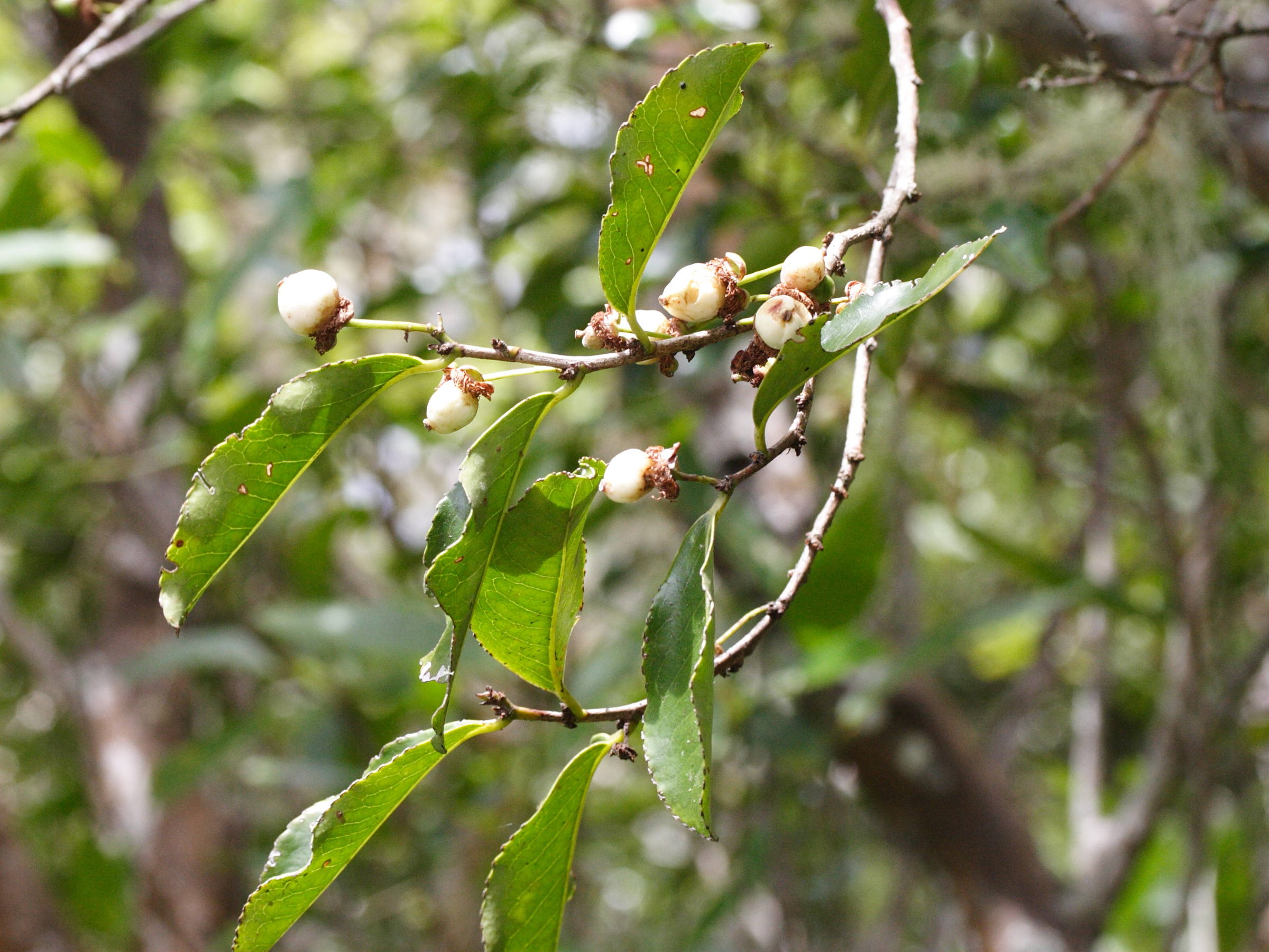 aphloia_theiformis3md