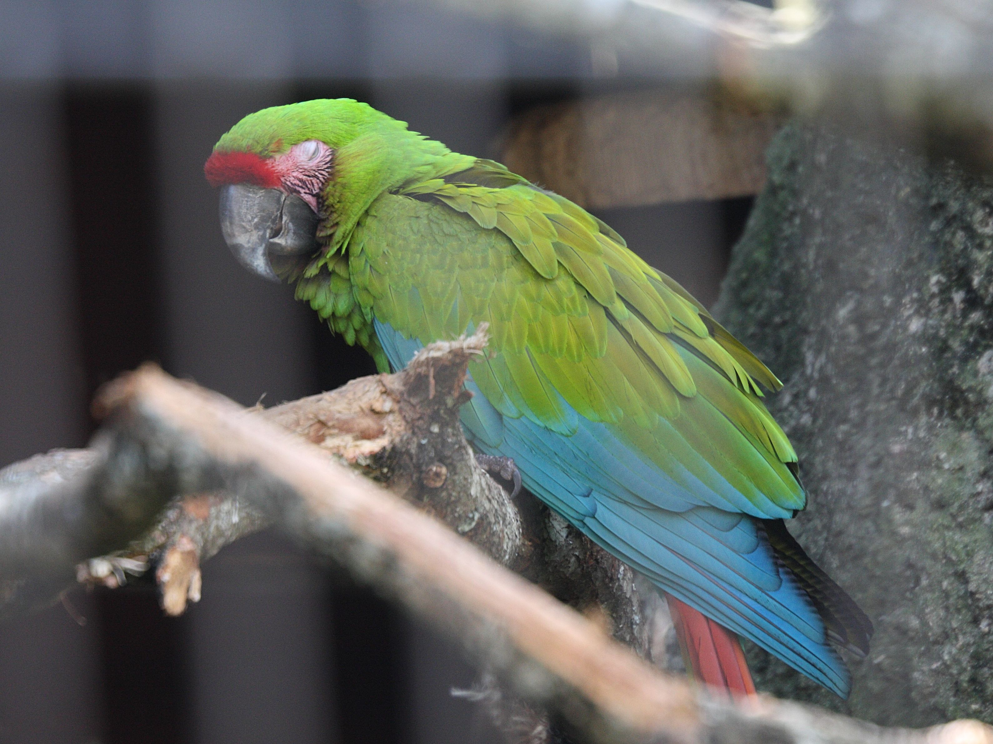 ara_de_buffon_-_ara_ambiguus3md