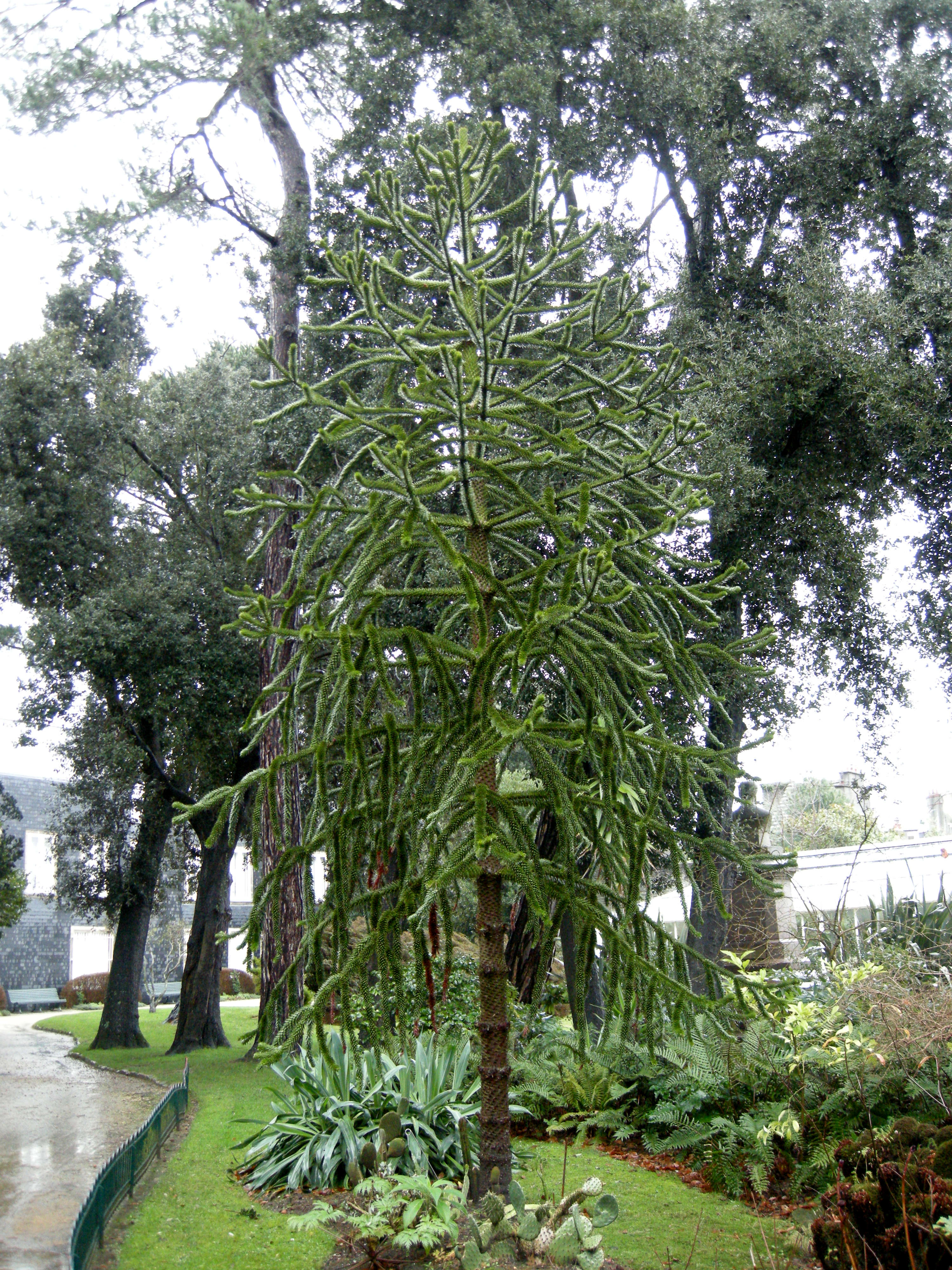 Afficher le média araucaria_araucana1amd araucaria_araucana1amd