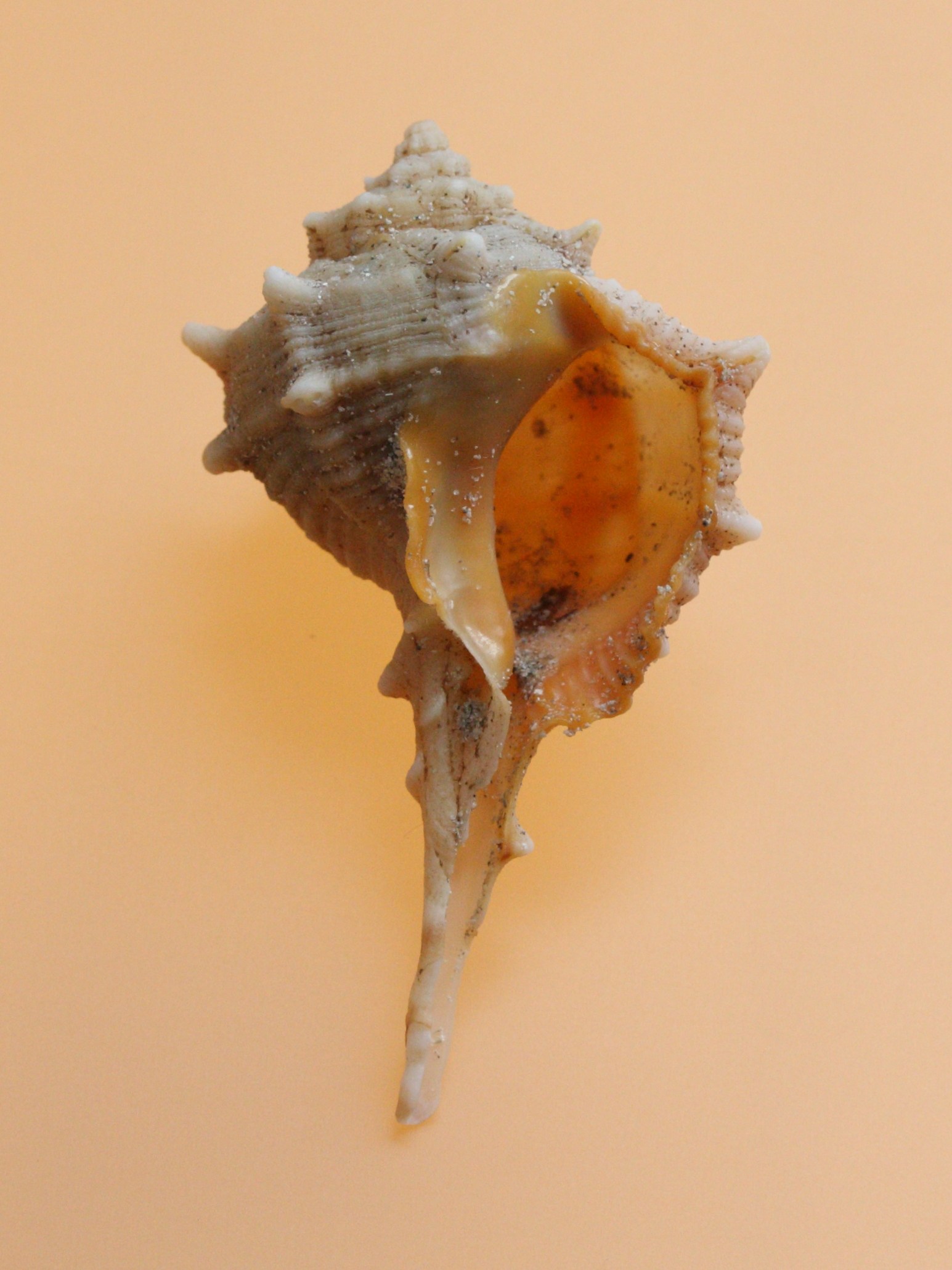 bolinus_brandaris5md