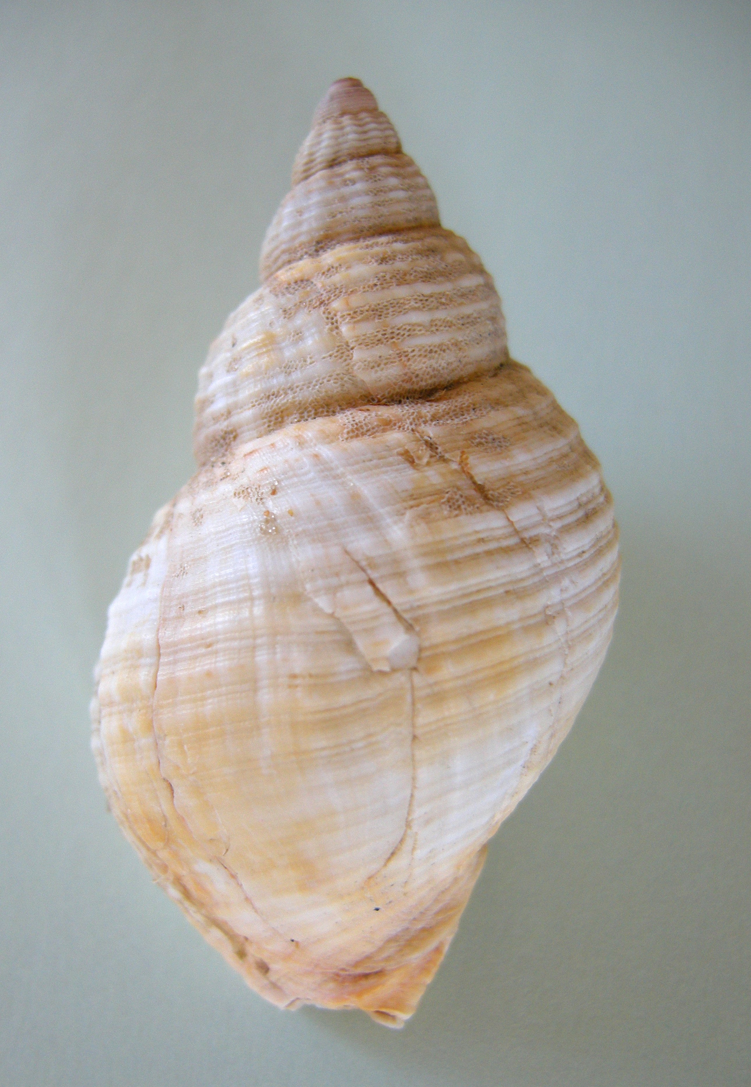 buccinum_undatum2bmd