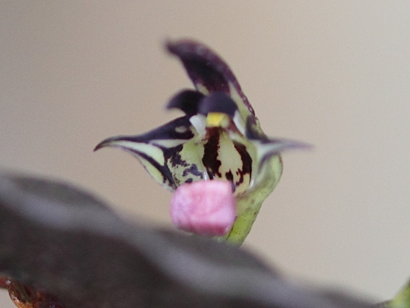 bulbophyllum_injoloense2bd