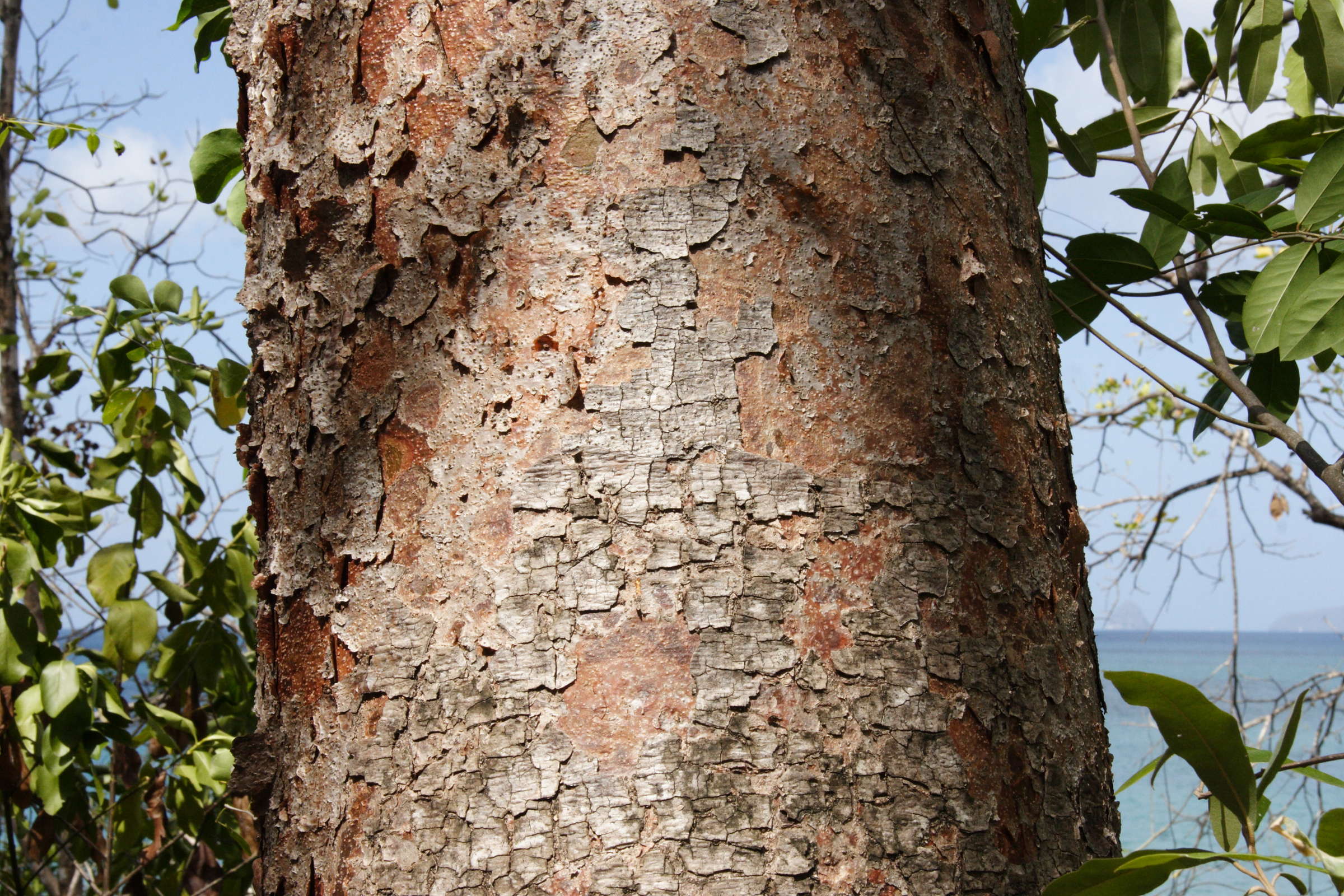 Afficher le média bursera_simaruba2md bursera_simaruba2md