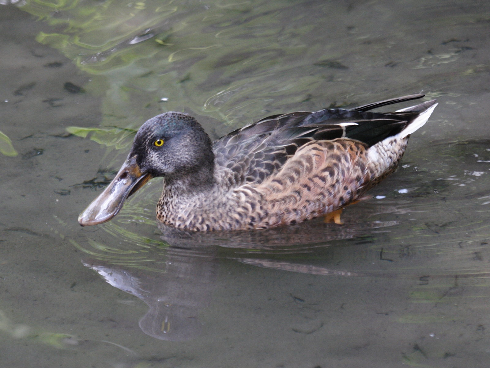 canard_bride_-_anas_rhynchotis3bd