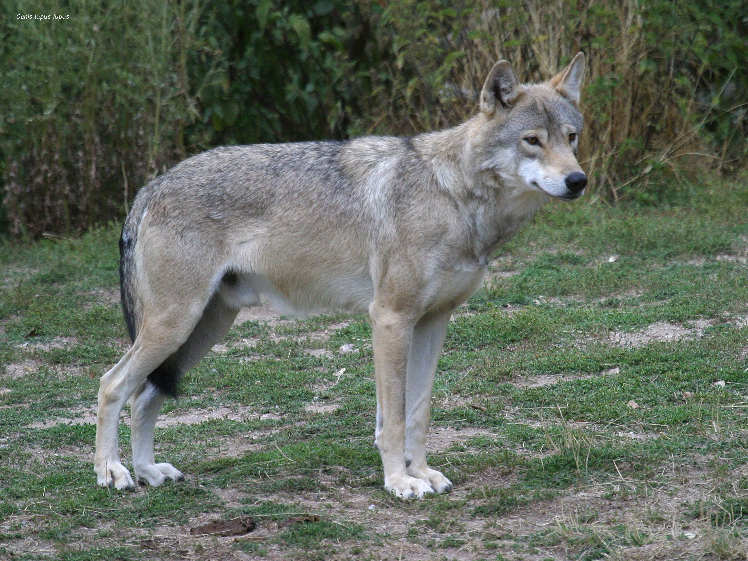 canis_lupus_lupus2BD