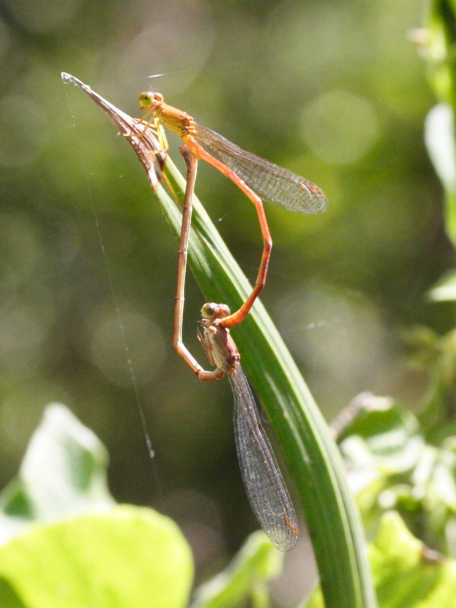 ceriagrion_glabrum1md