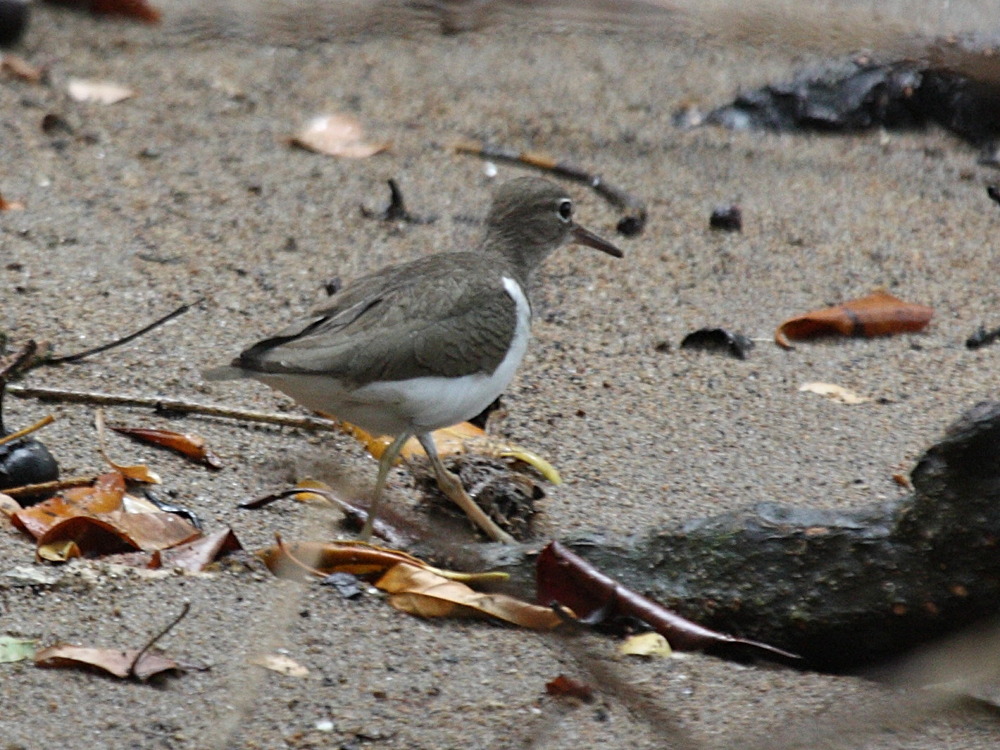 chevalier_grivele_-_actitis_macularia1bd