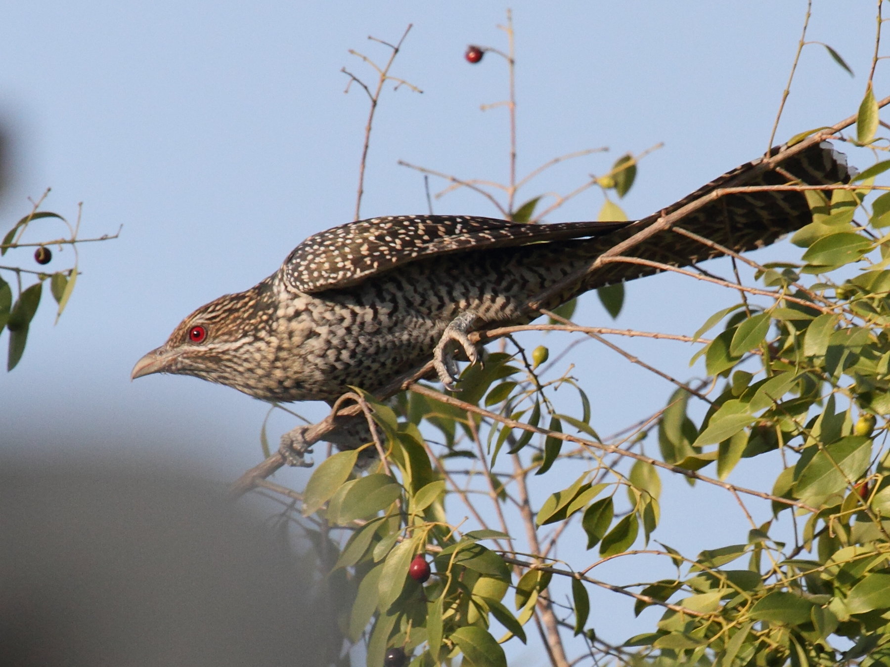 coucou_koel_-_eudynamys_scolopaceus2bd