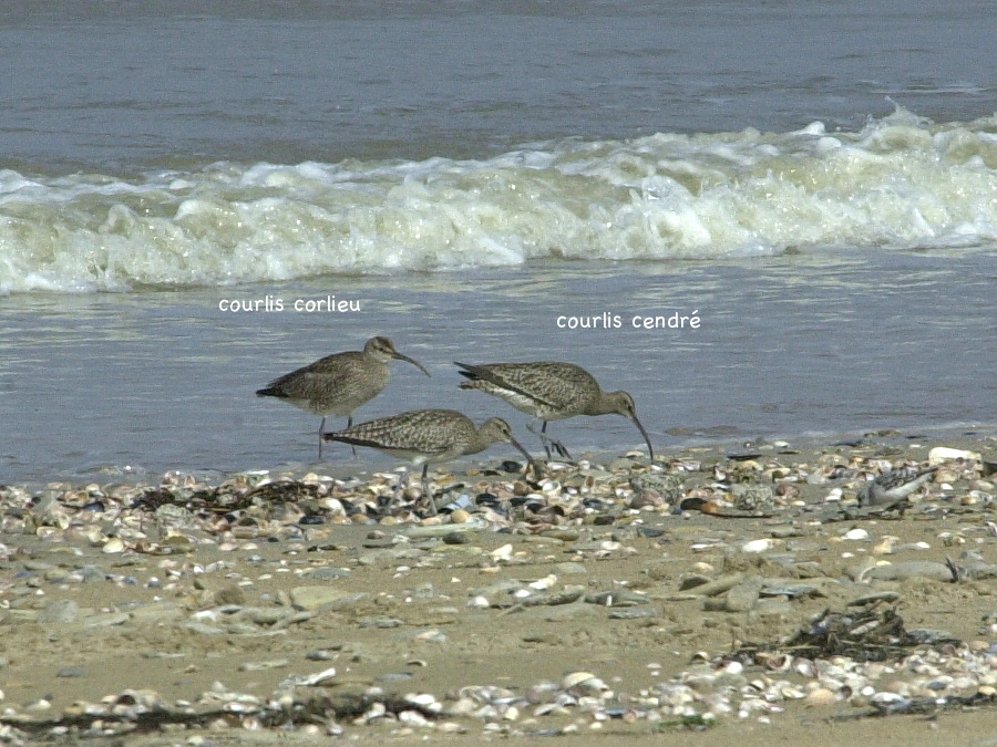 courlis_cendre_-_numenius_arquata2bd