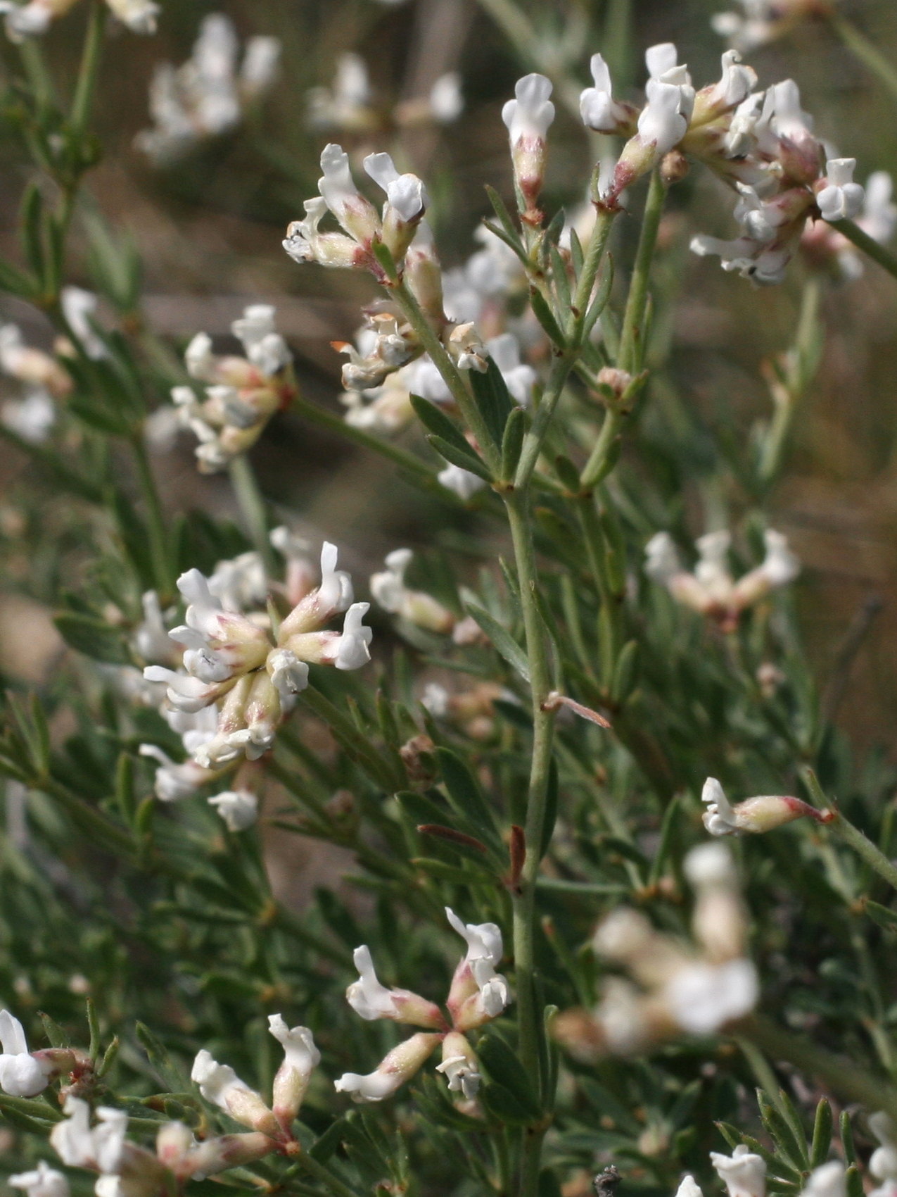 dorycnium_pentaphyllum3md