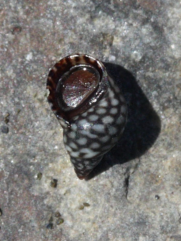 echinolittorina_meleagris1md