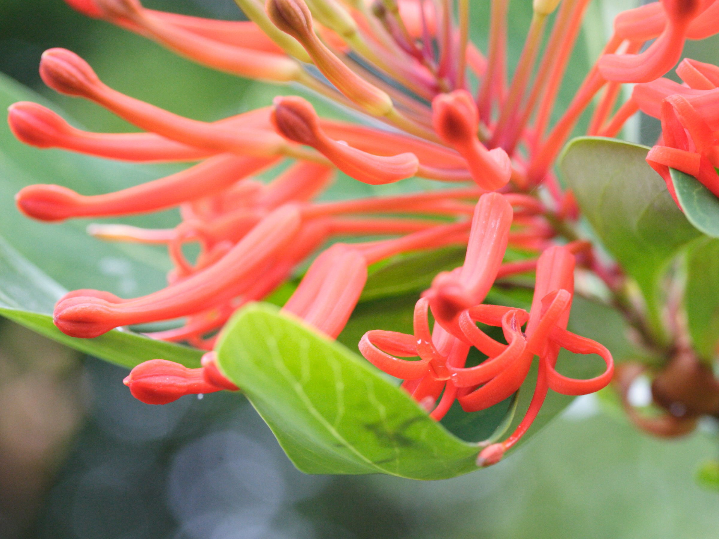 Afficher le média embothrium_coccineum2md embothrium_coccineum2md