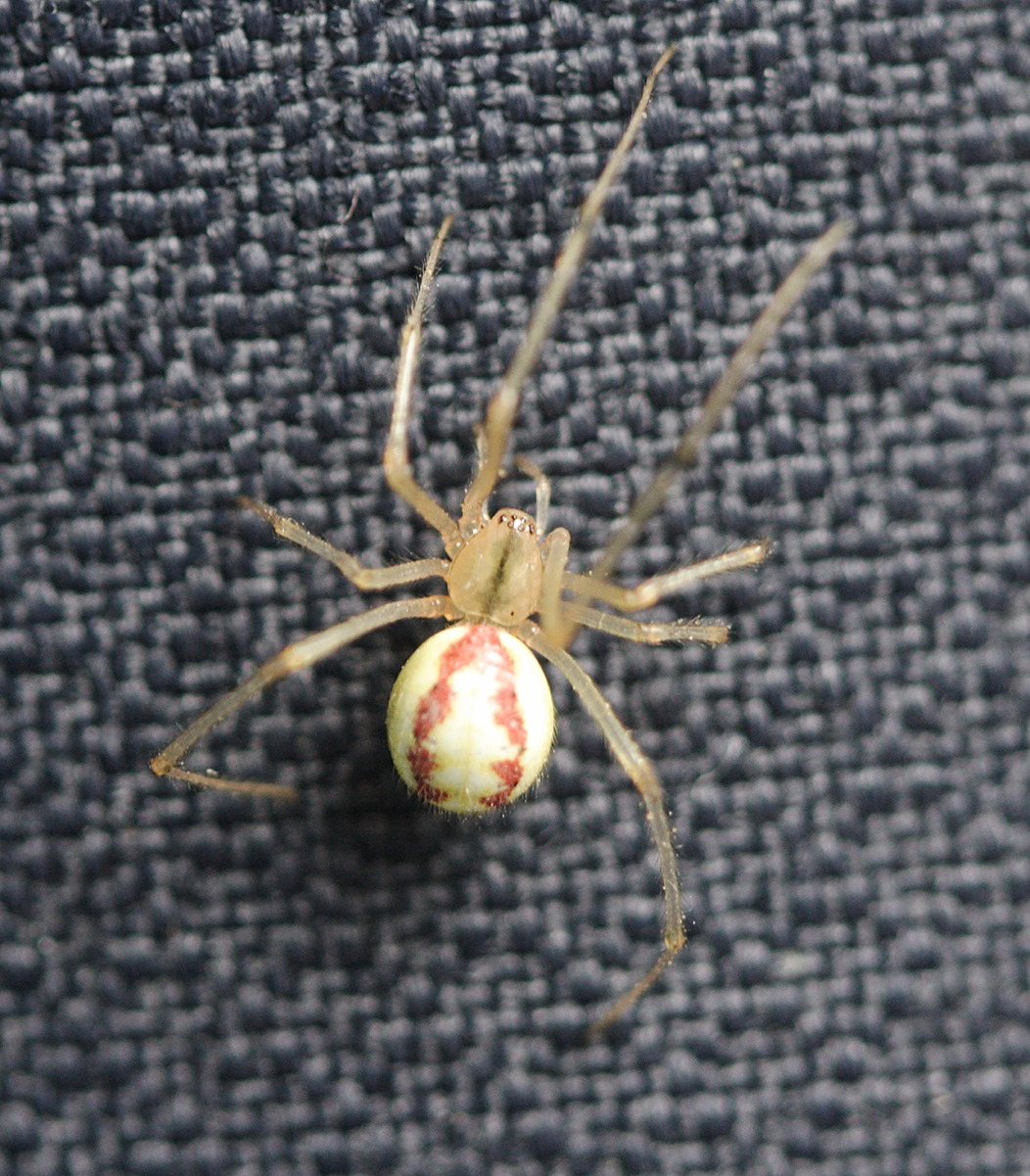 Afficher le média enoplognatha_ovata2md enoplognatha_ovata2md