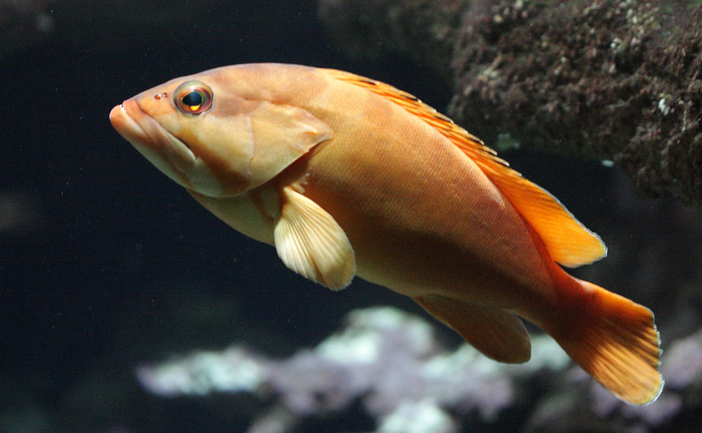 epinephelus_fasciatus1bd