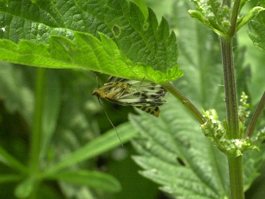 Eurrhypara_hortulata