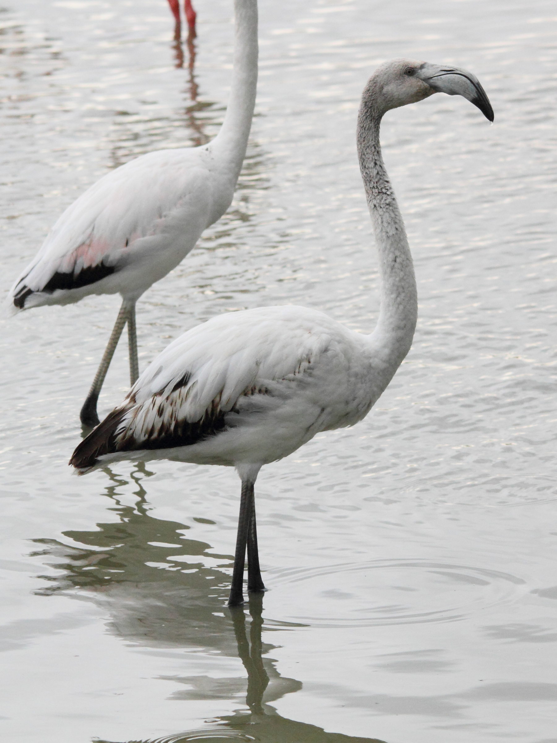 Afficher le média flamant_rose_-_phoenicopterus_roseus3md flamant_rose_-_phoenicopterus_roseus3md