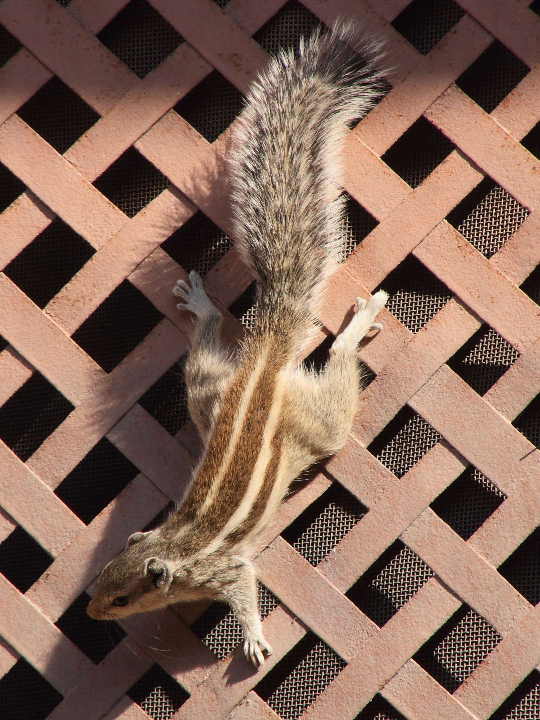 funambulus_pennanti5md