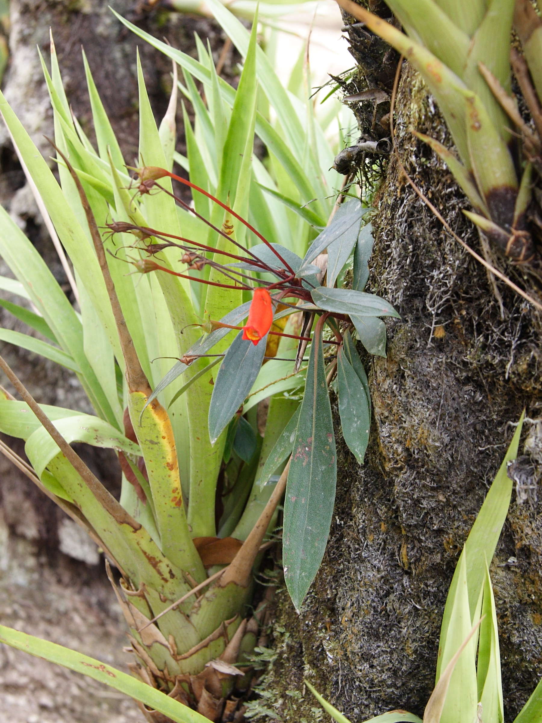 gloxinia_sylvatica1md