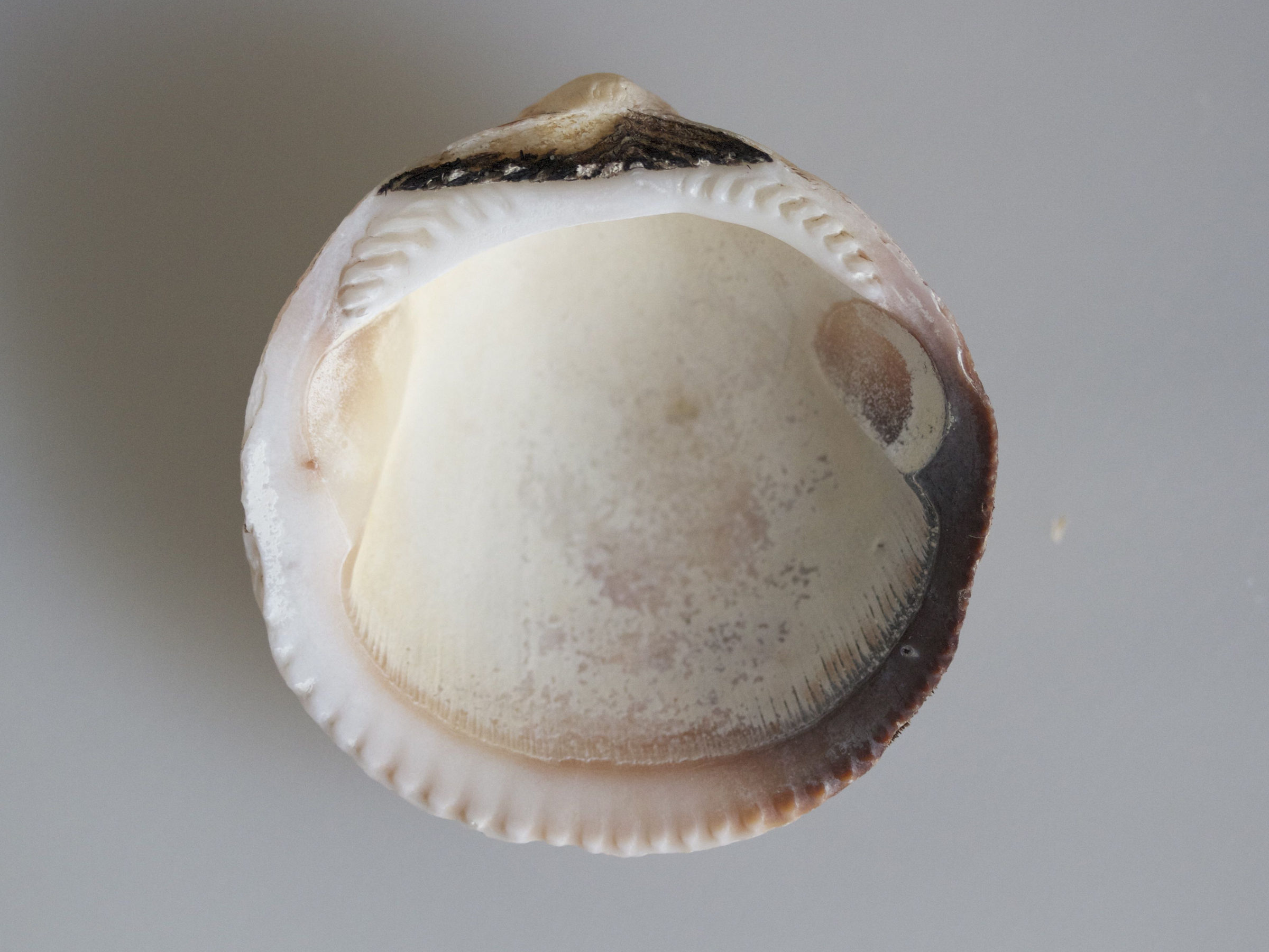 glycymeris_glycymeris3md