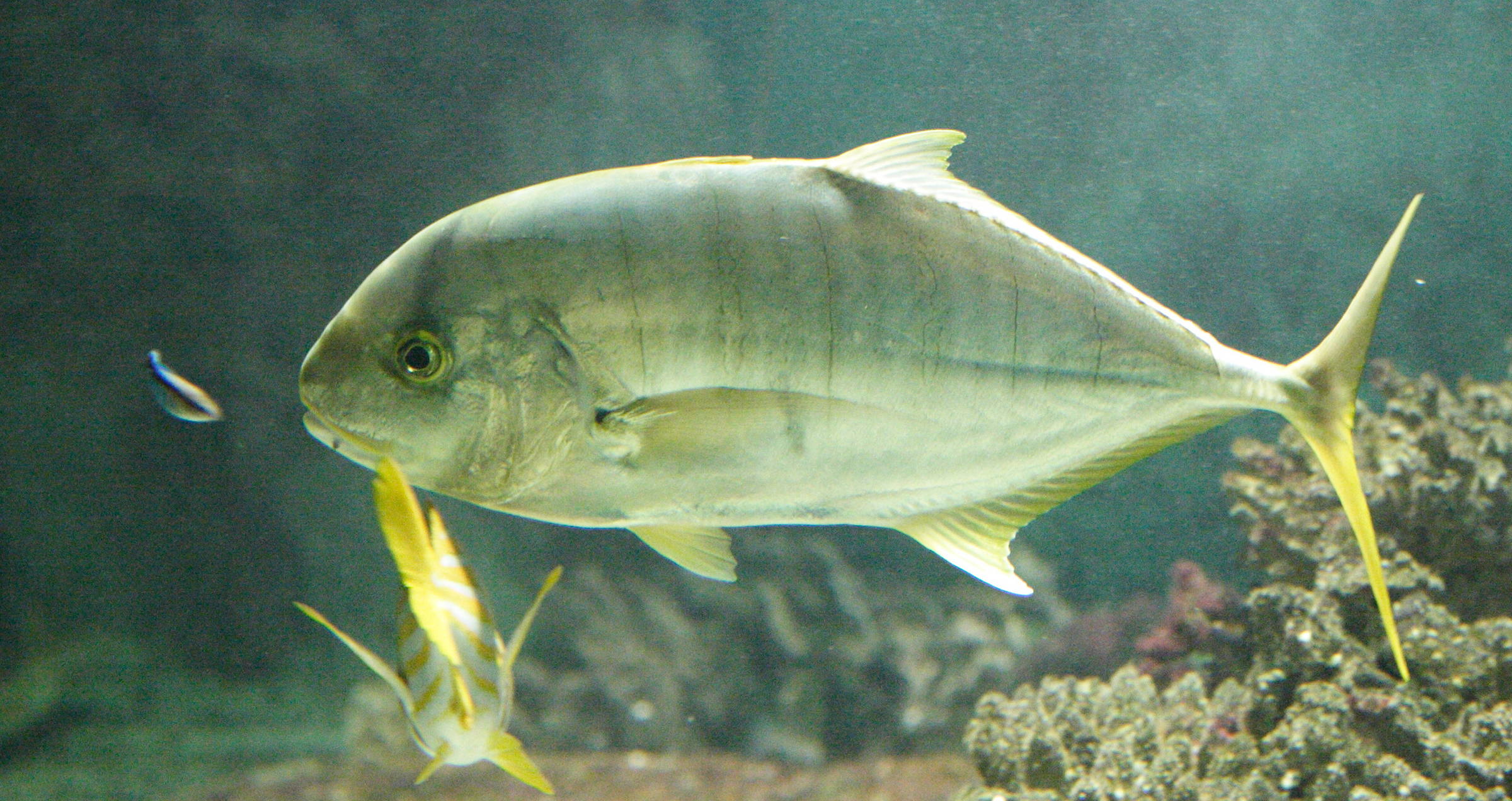 Gnathanodon_speciosus