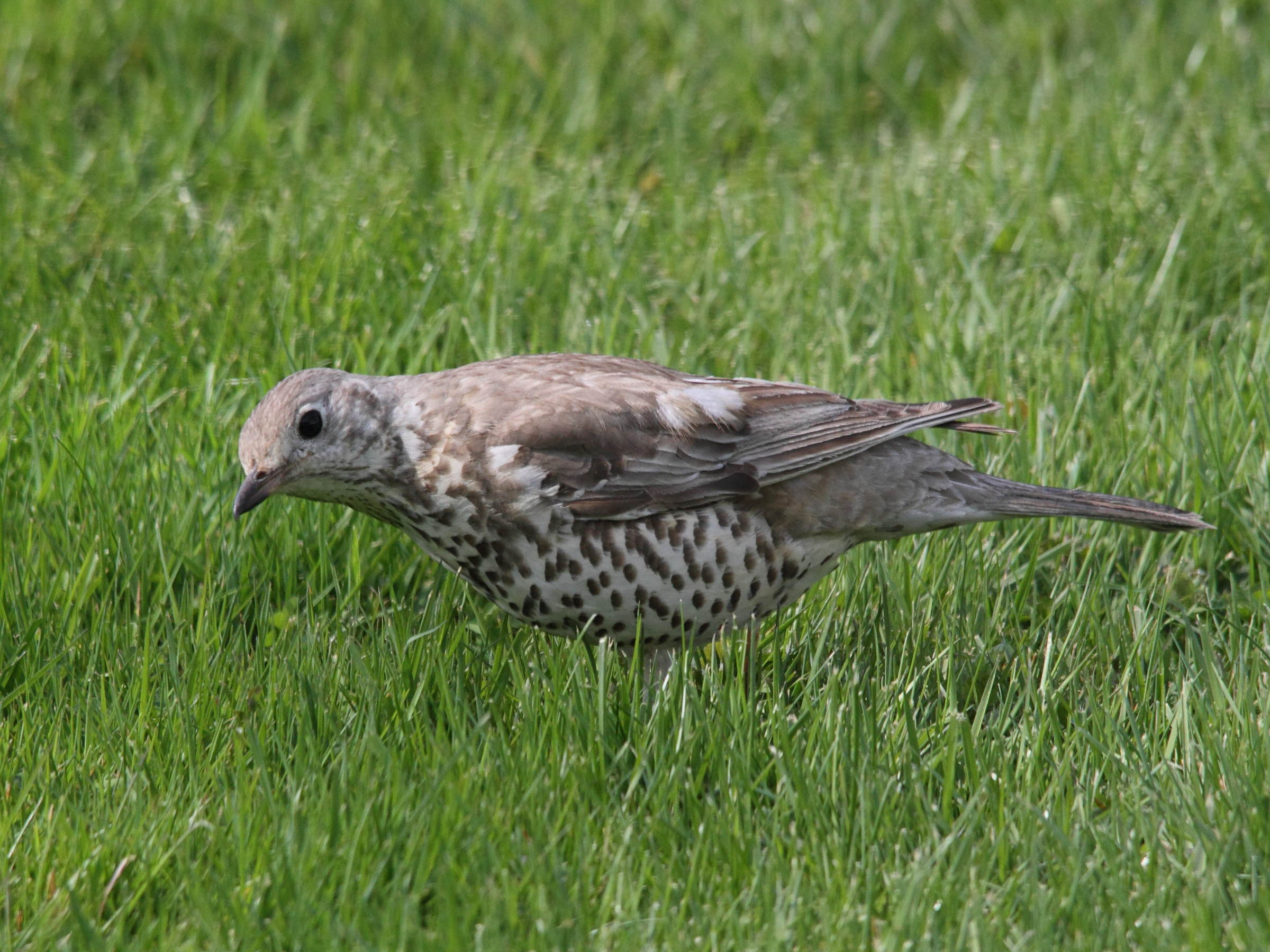 grive_draine_-_turdus_viscivorus4md