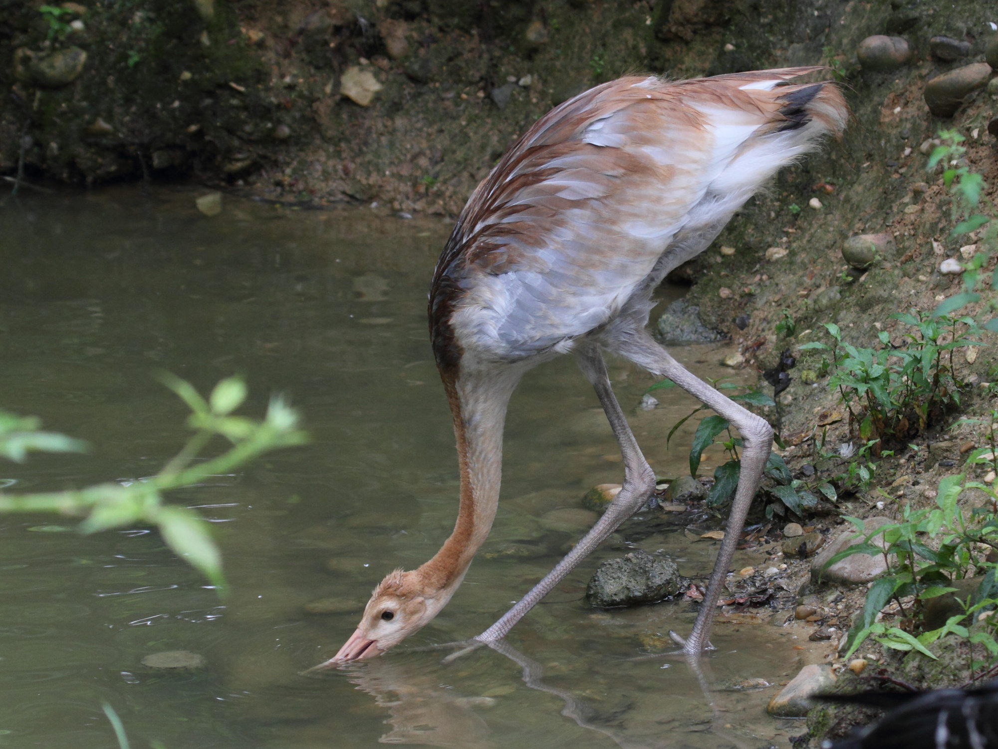 grue_a_cou_blanc_-_grus_vipio4bd