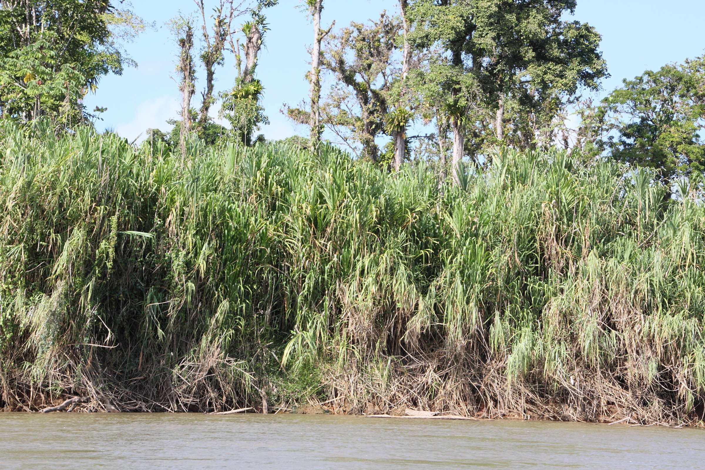 gynerium_sagittatum2md