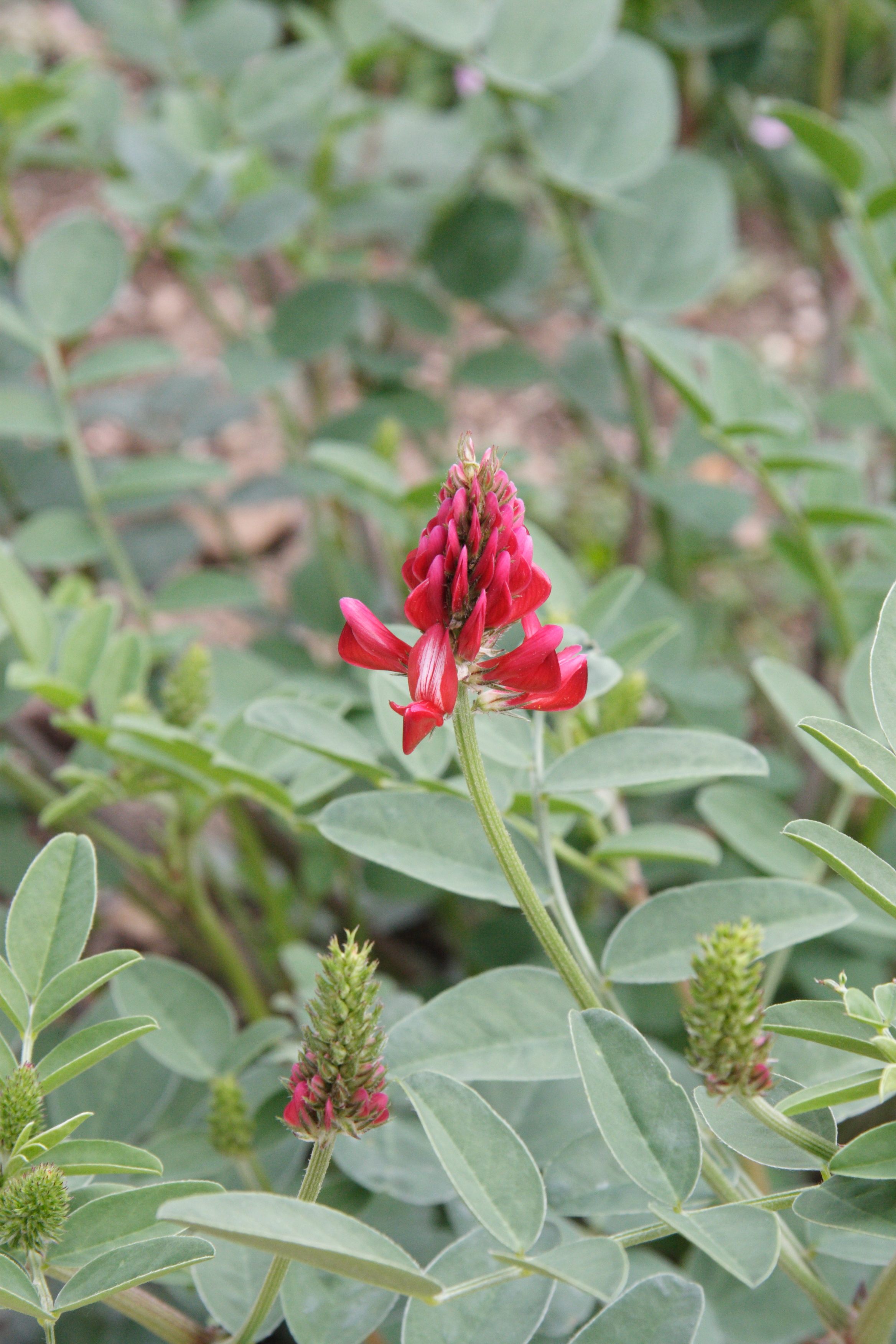 hedysarum_coronarium2md