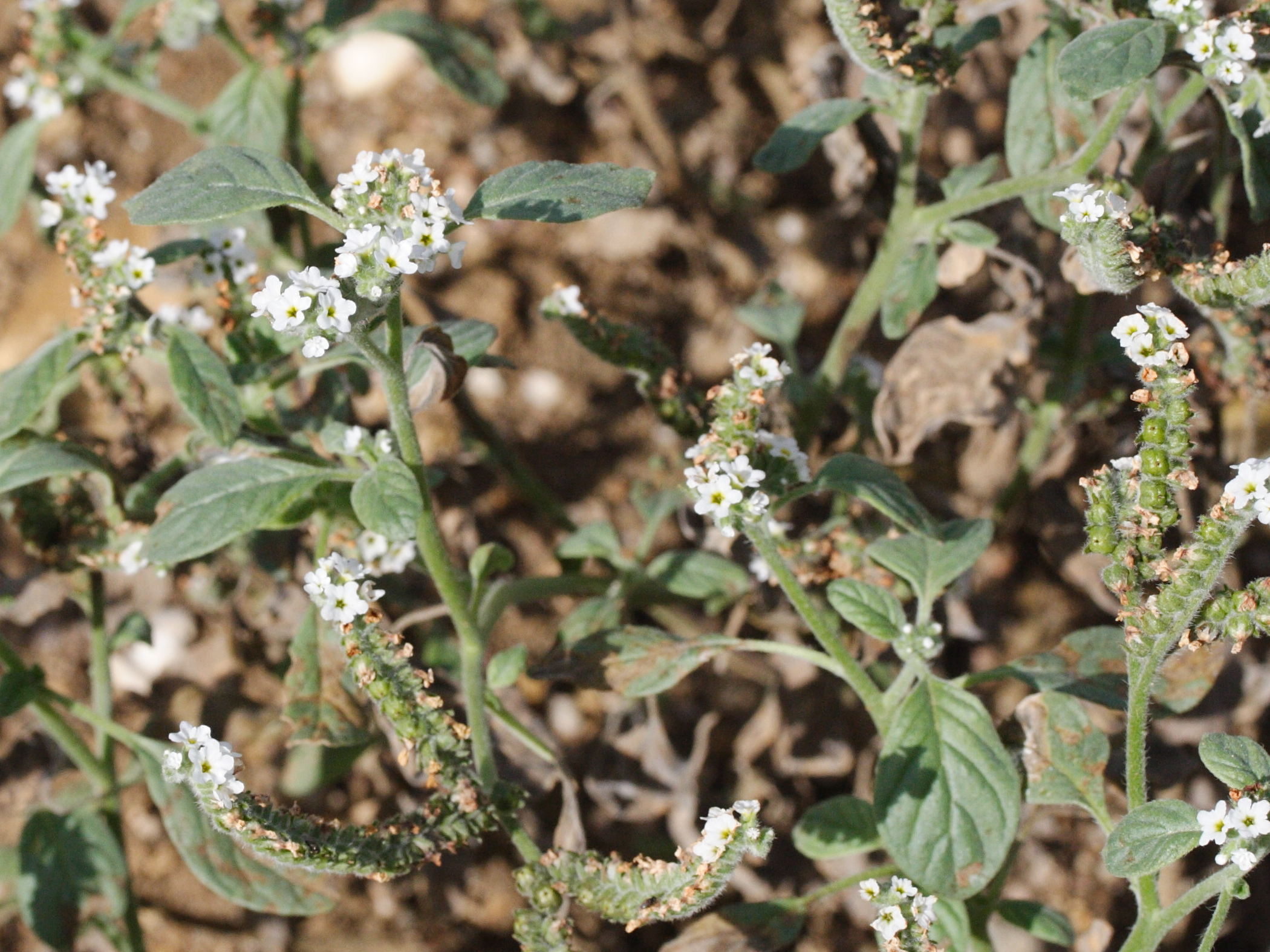 Afficher le média heliotropium_europaeum1md heliotropium_europaeum1md