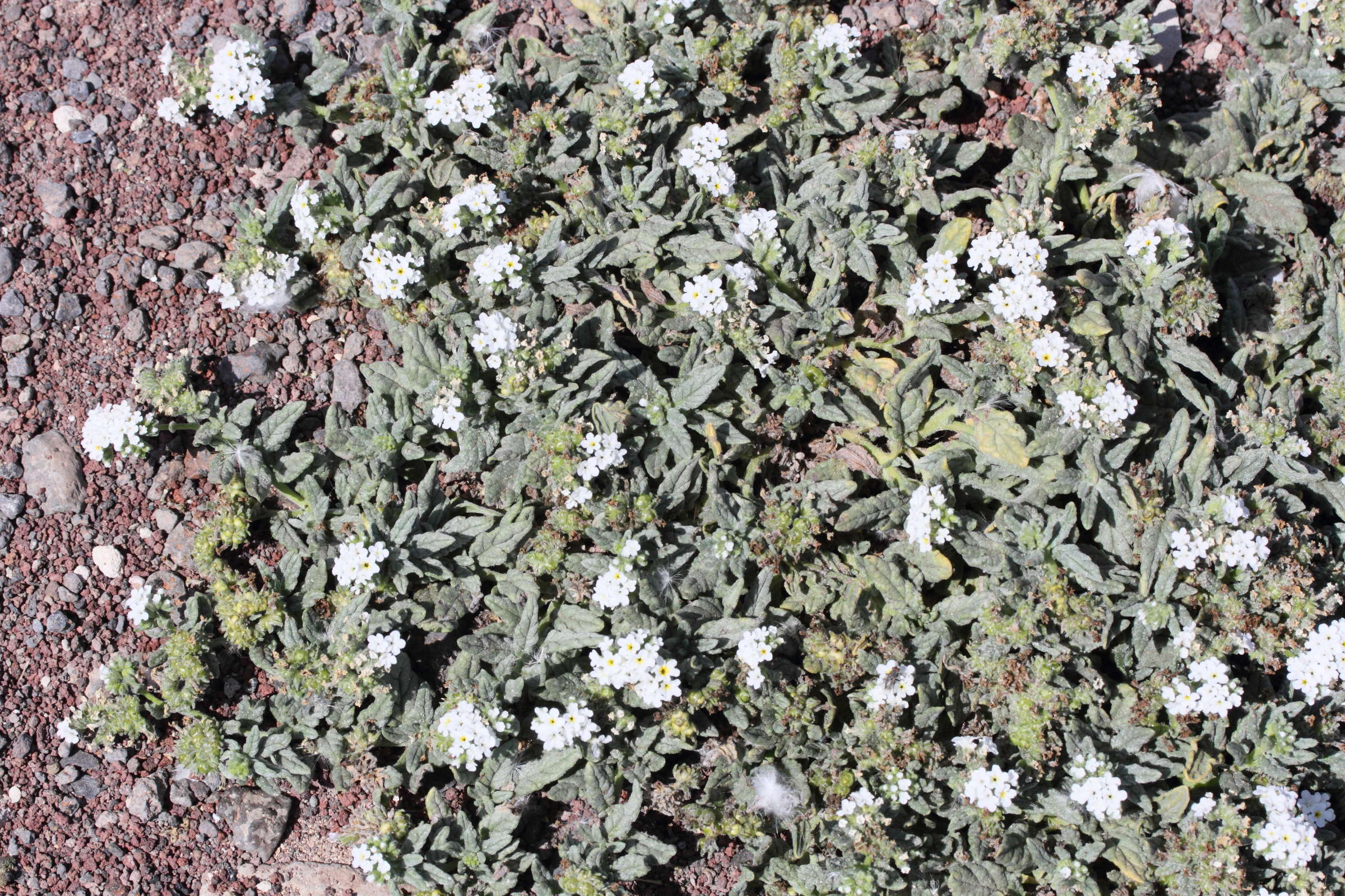 heliotropium_ramosissimum1bmd