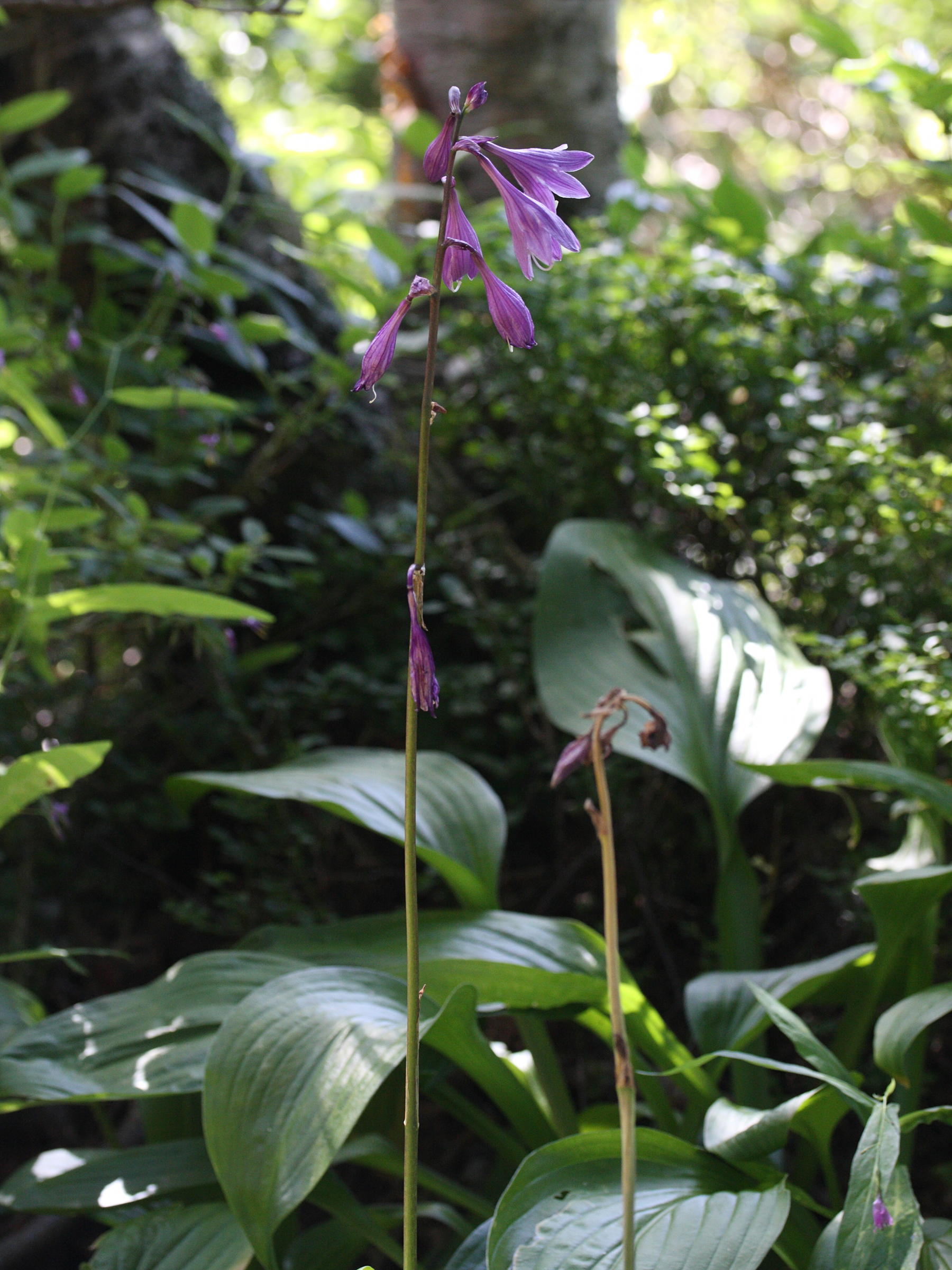 hosta_rectiifolia1md
