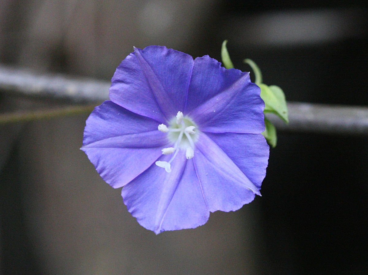 Afficher le média jacquemontia_pentantha3md jacquemontia_pentantha3md