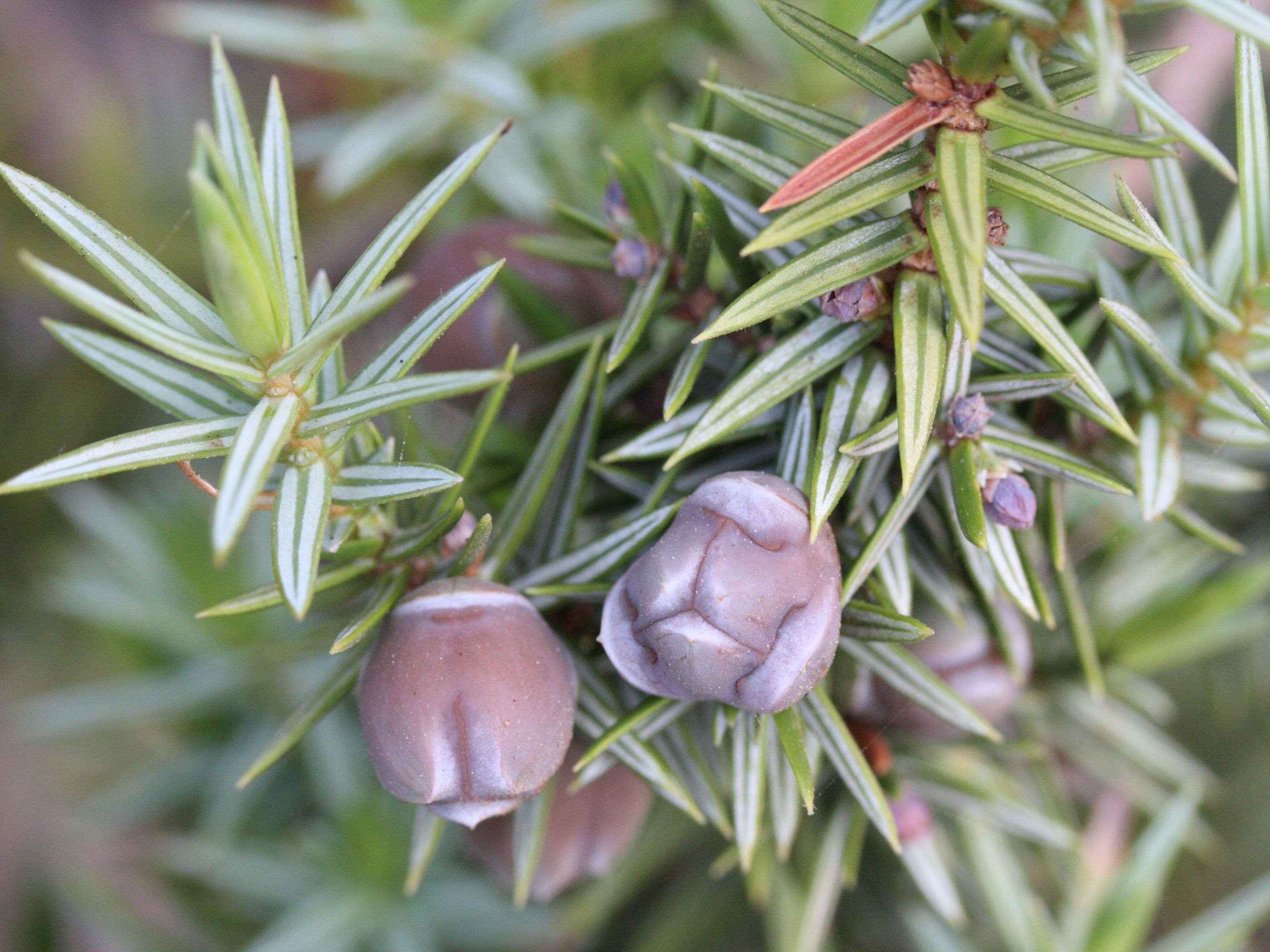 Afficher le média juniperus_oxycedrus_macrocarpa4md juniperus_oxycedrus_macrocarpa4md