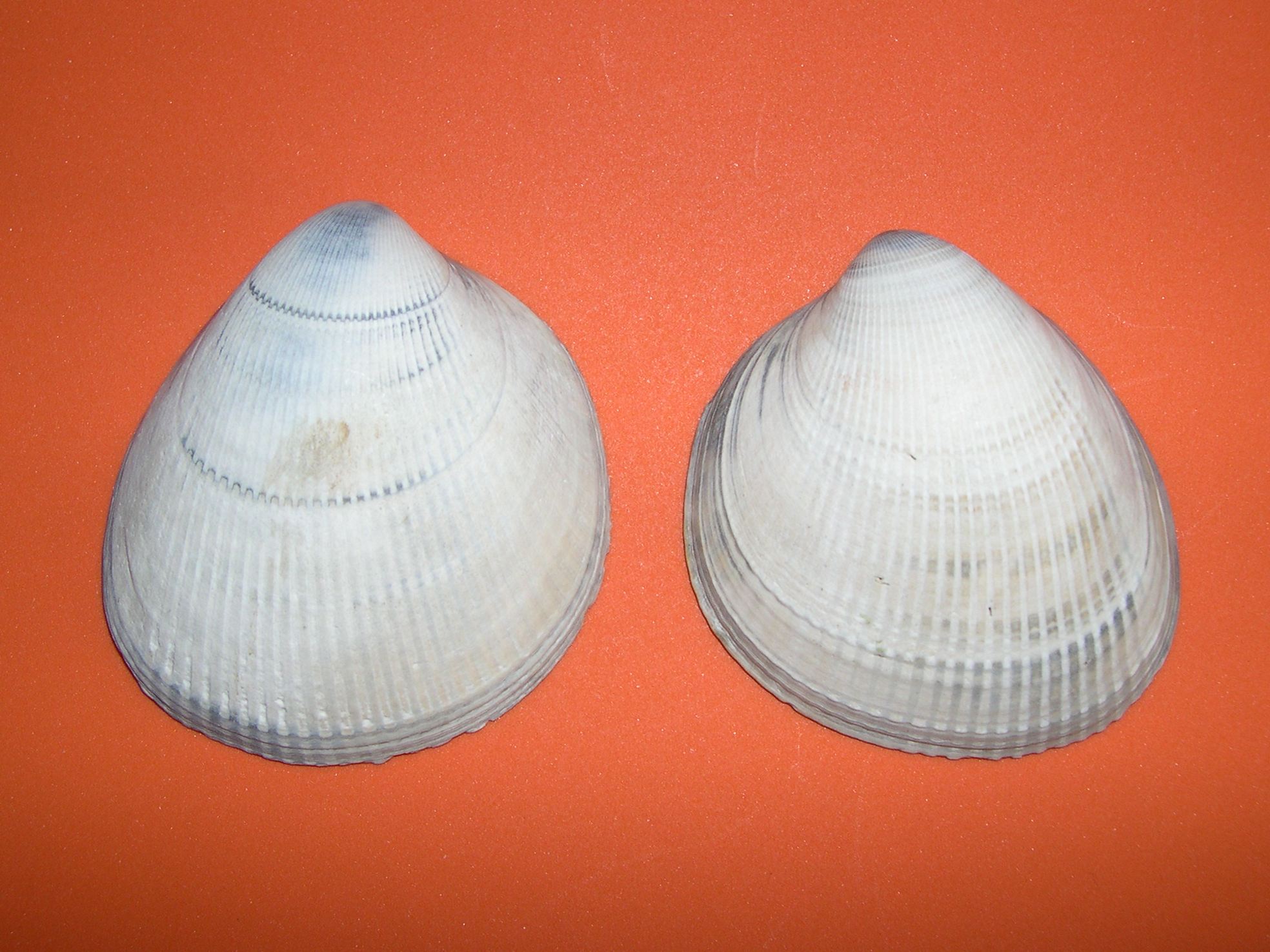 laevicardium_crassum1md