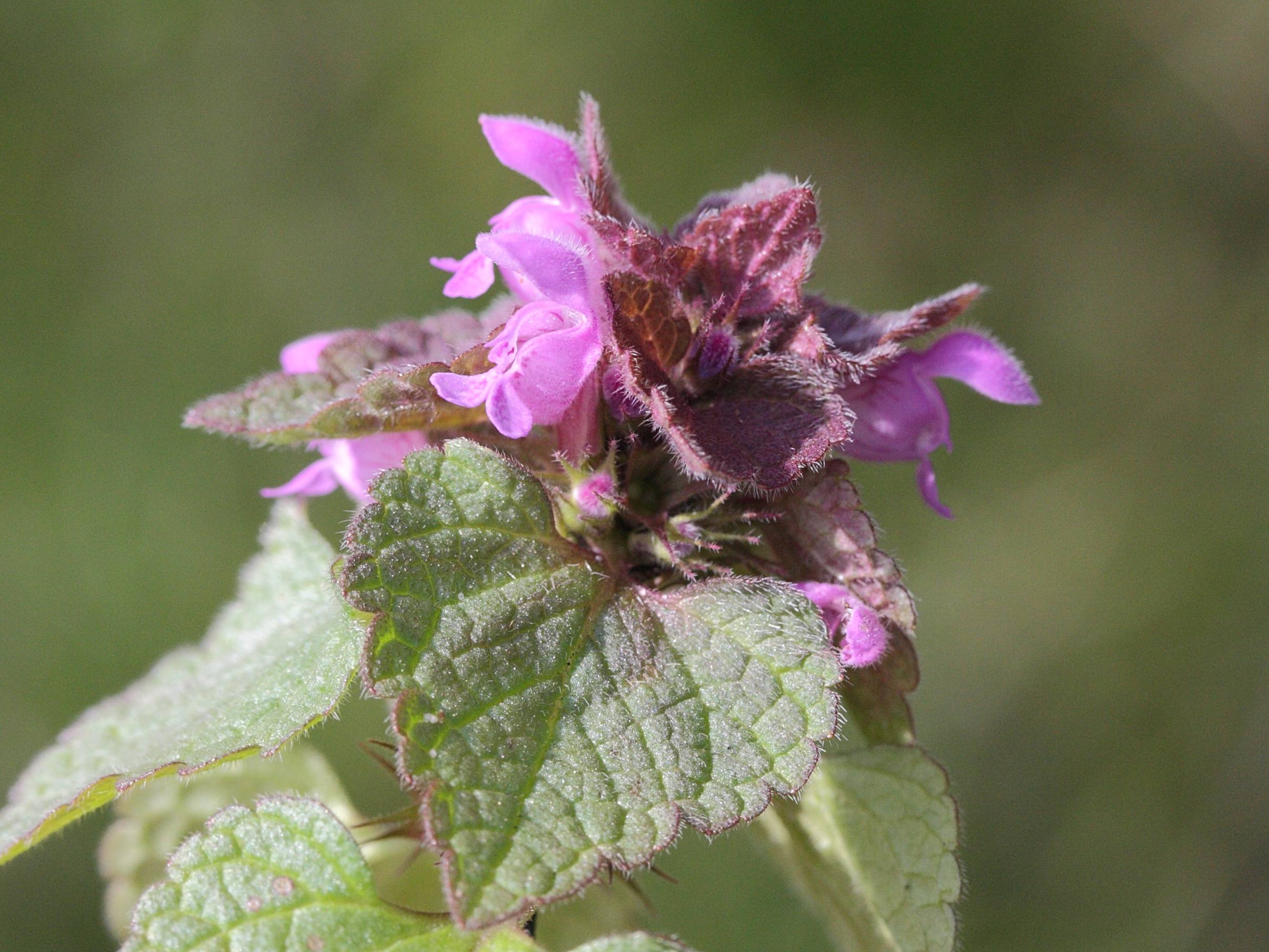 Afficher le média lamium_purpureum3md lamium_purpureum3md