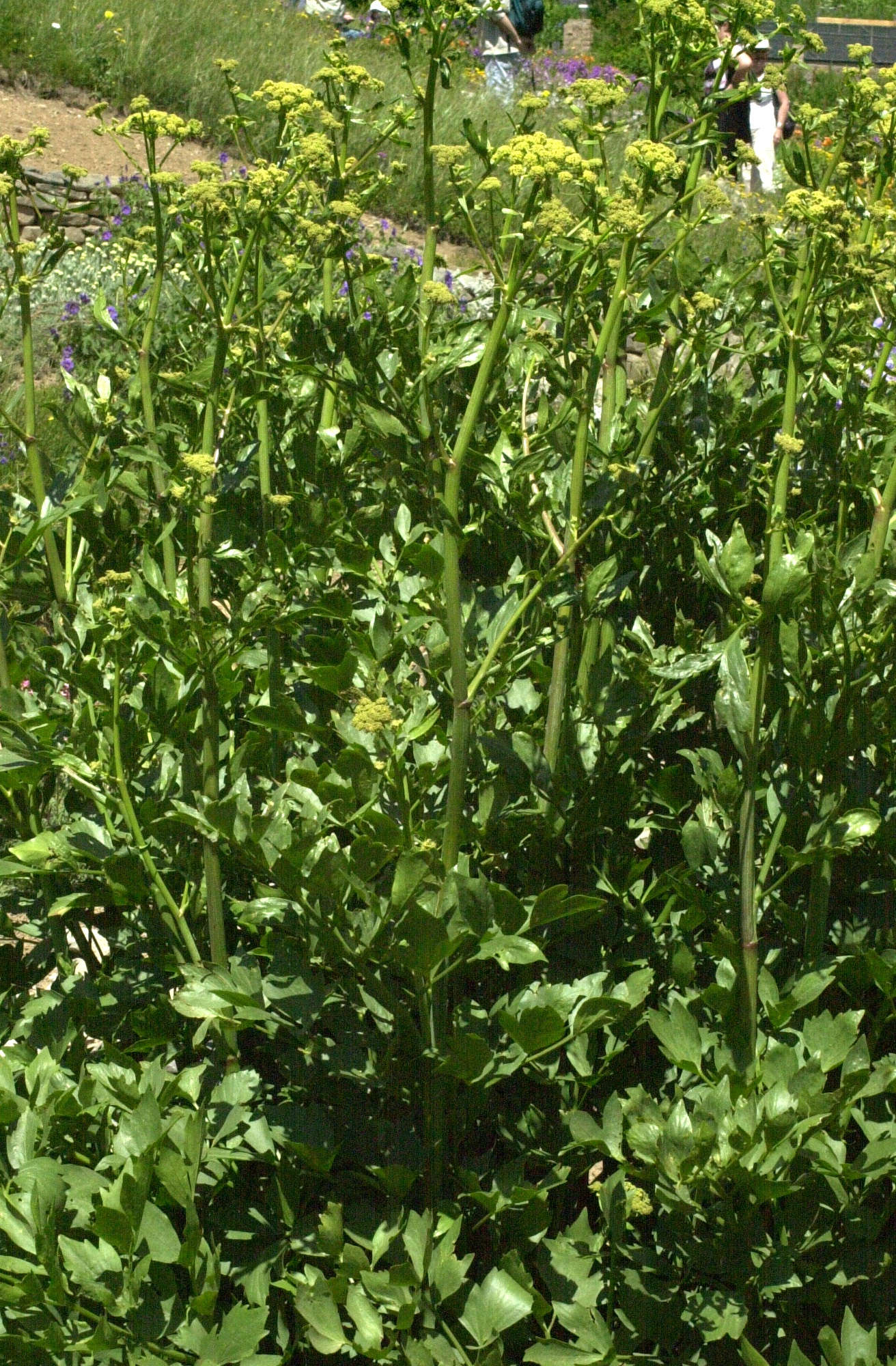 levisticum_officinale1md