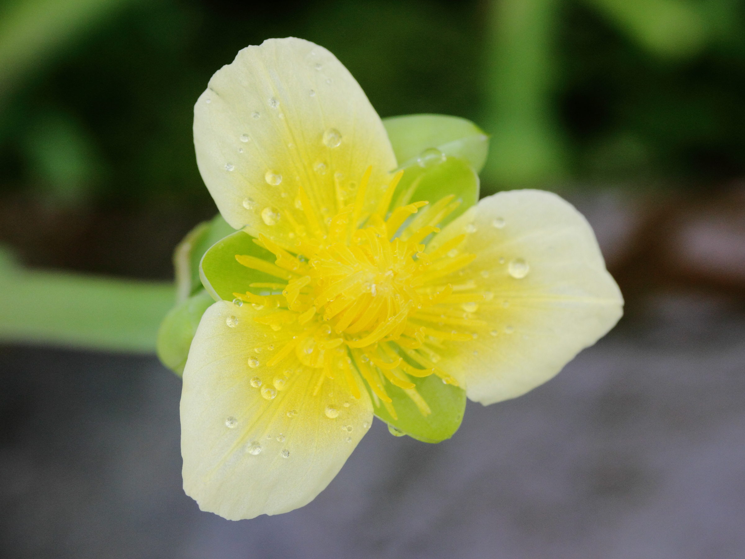 limnocharis_flava3md