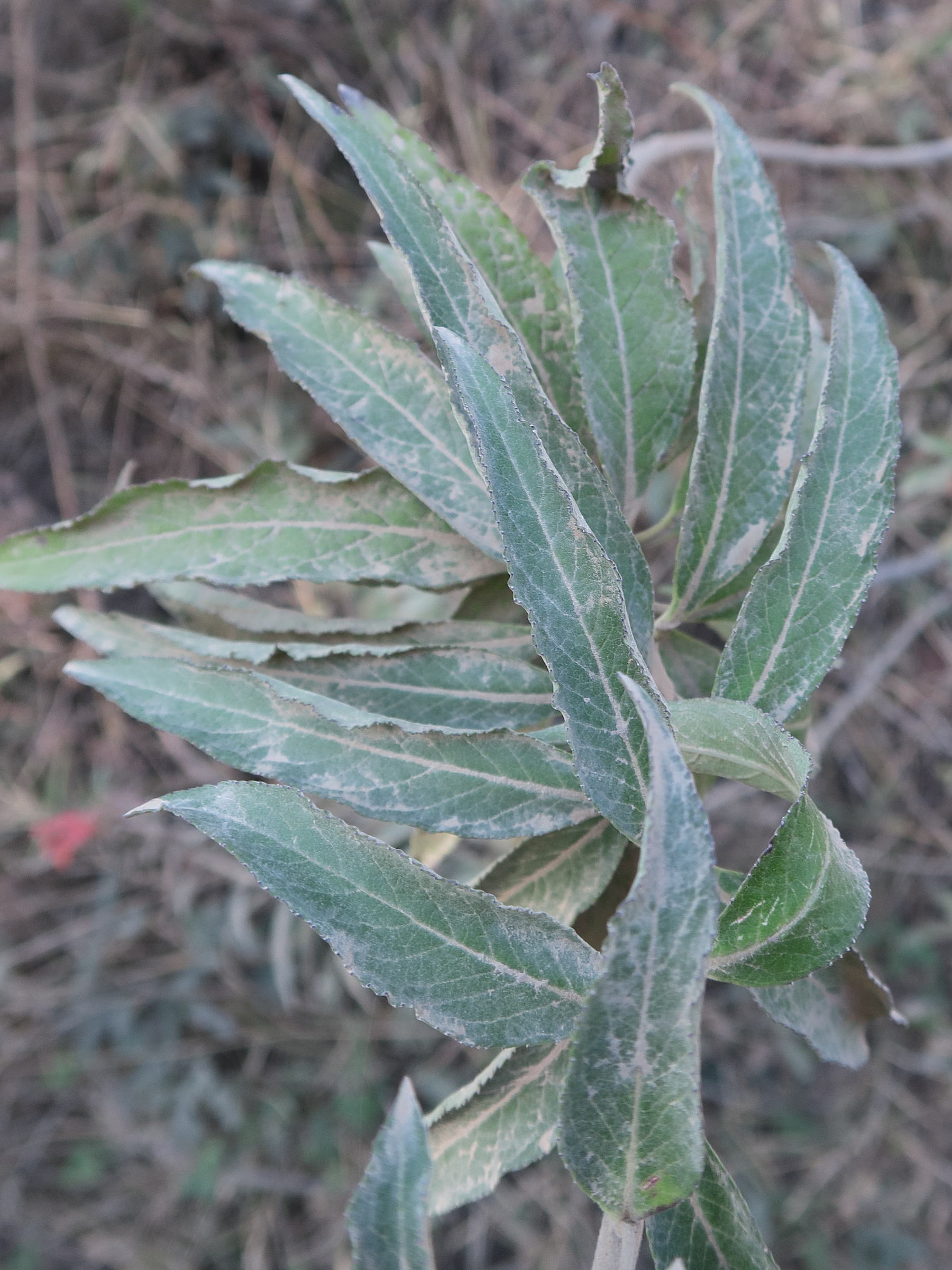 lobelia_laxiflora4md