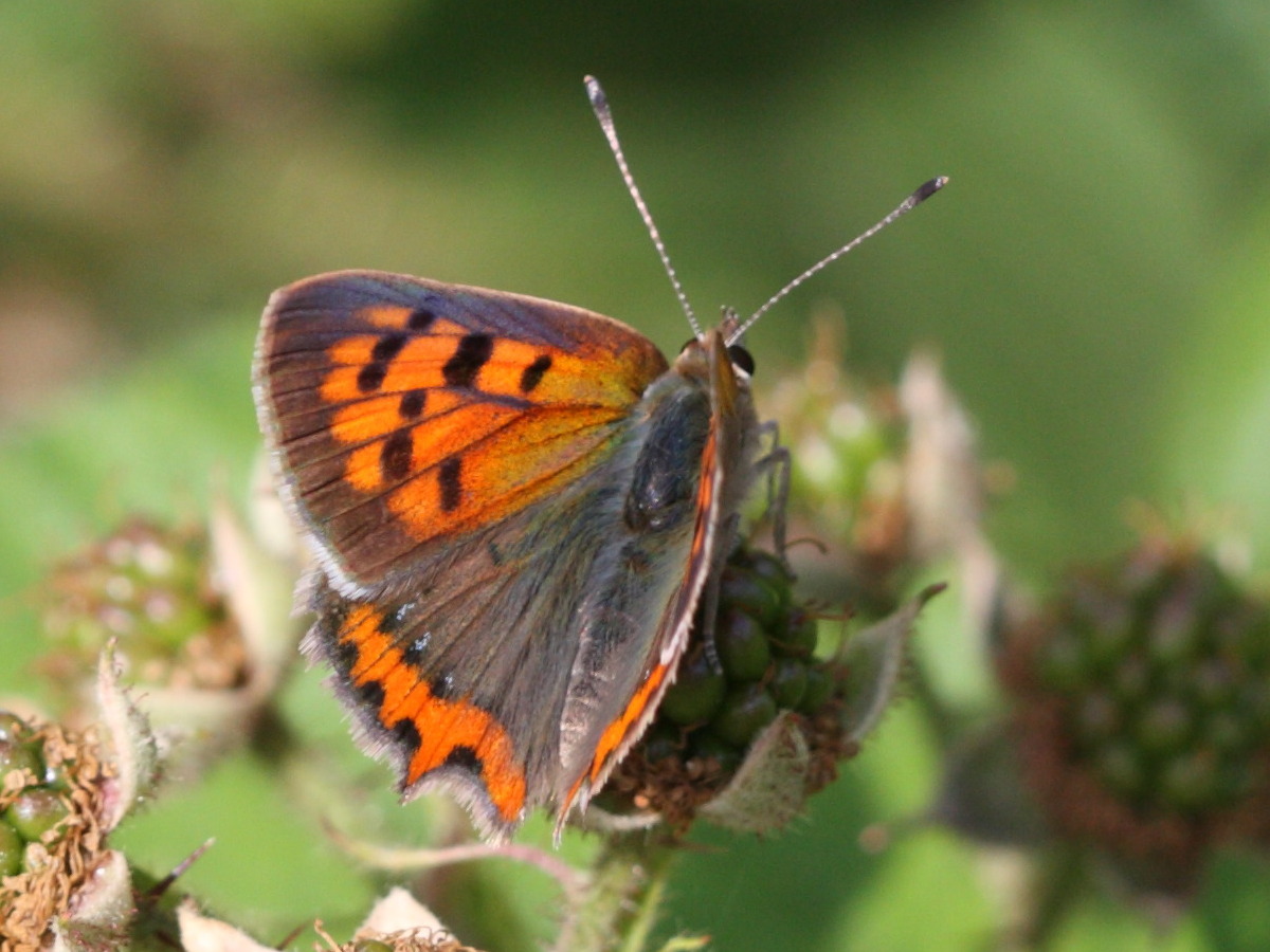 lycaena_phlaeas5bd