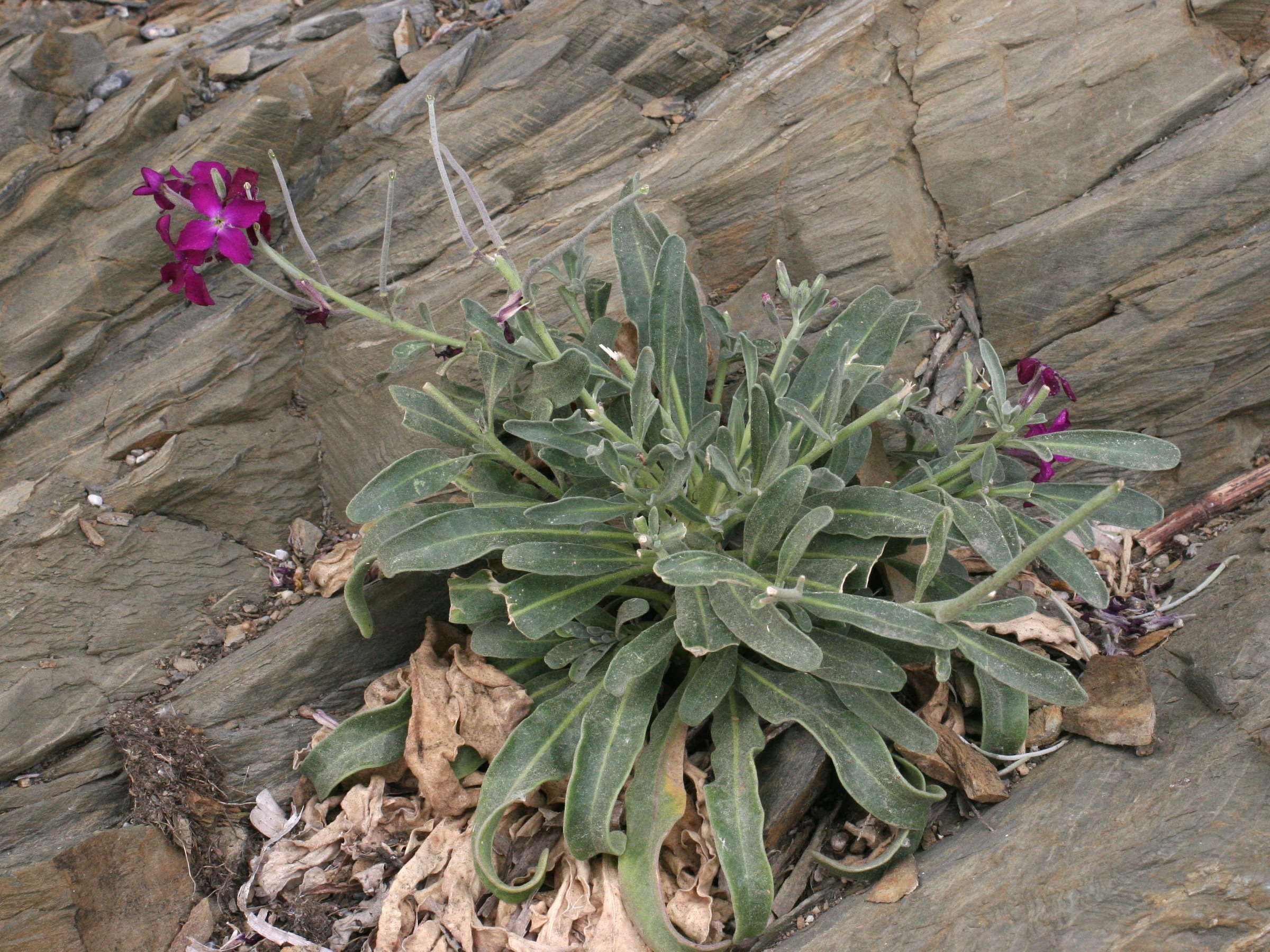 Afficher le média matthiola_incana3md matthiola_incana3md