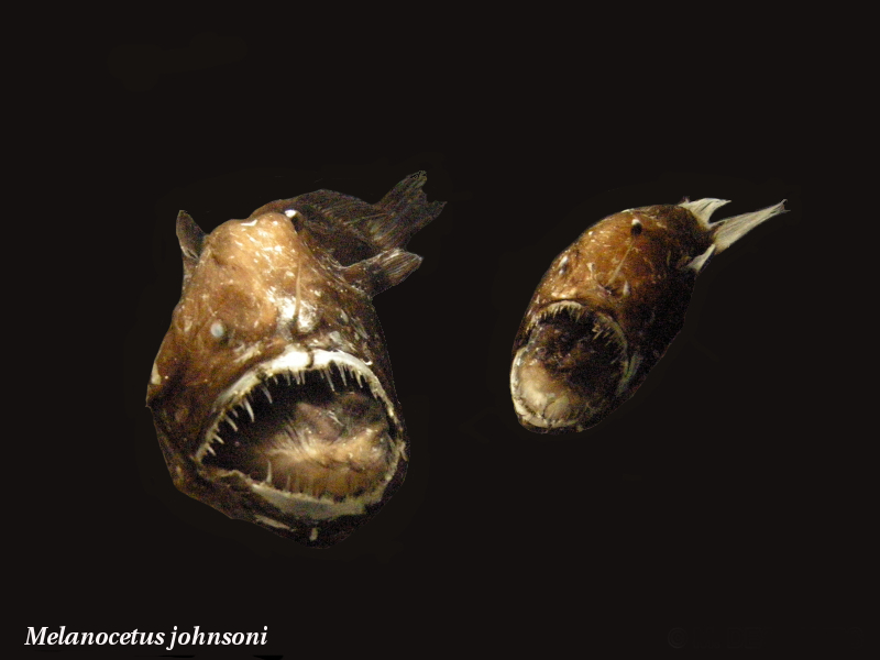 Afficher le média melanocetus_johnsoni1md melanocetus_johnsoni1md