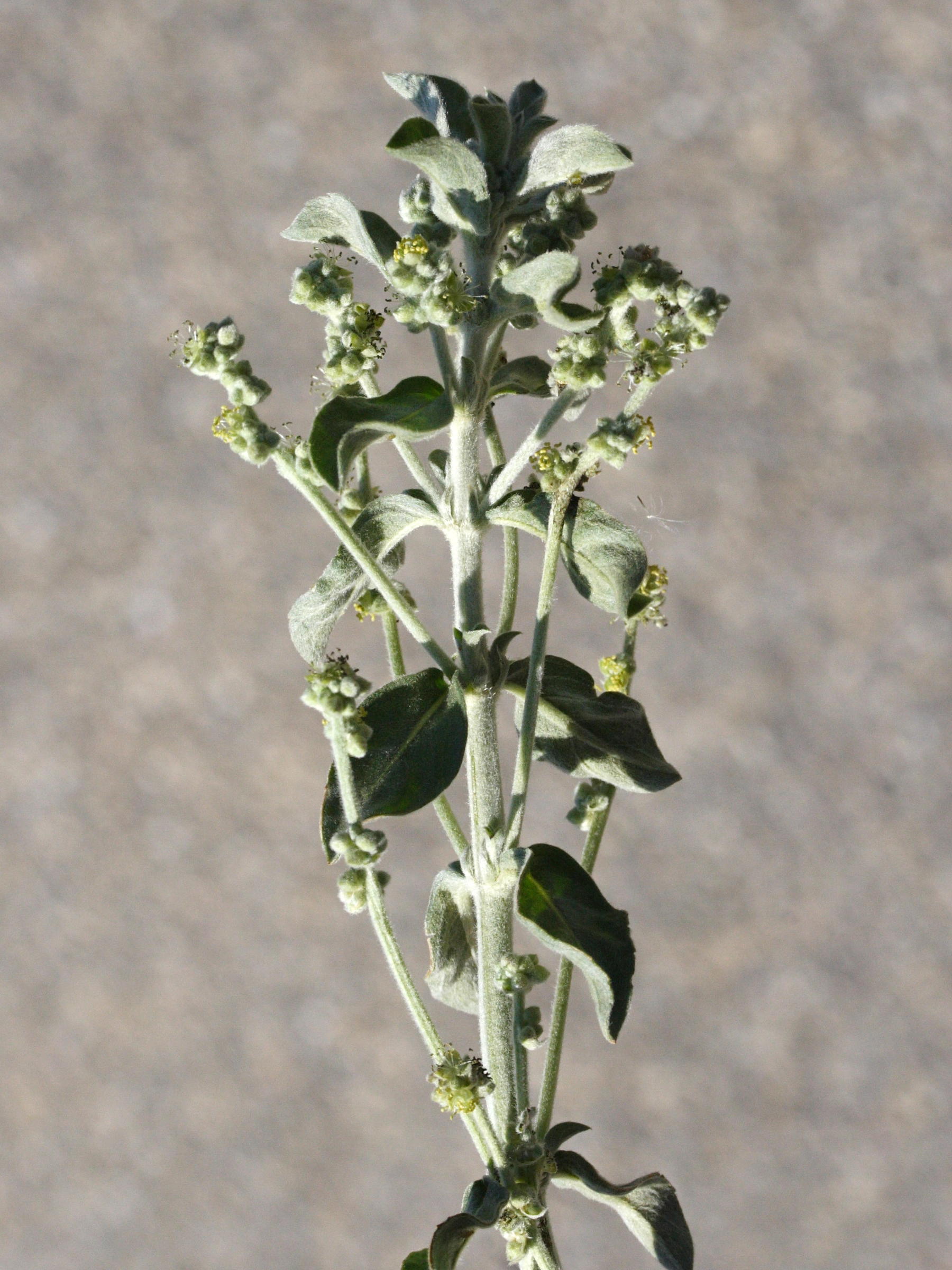 mercurialis_tomentosa2md