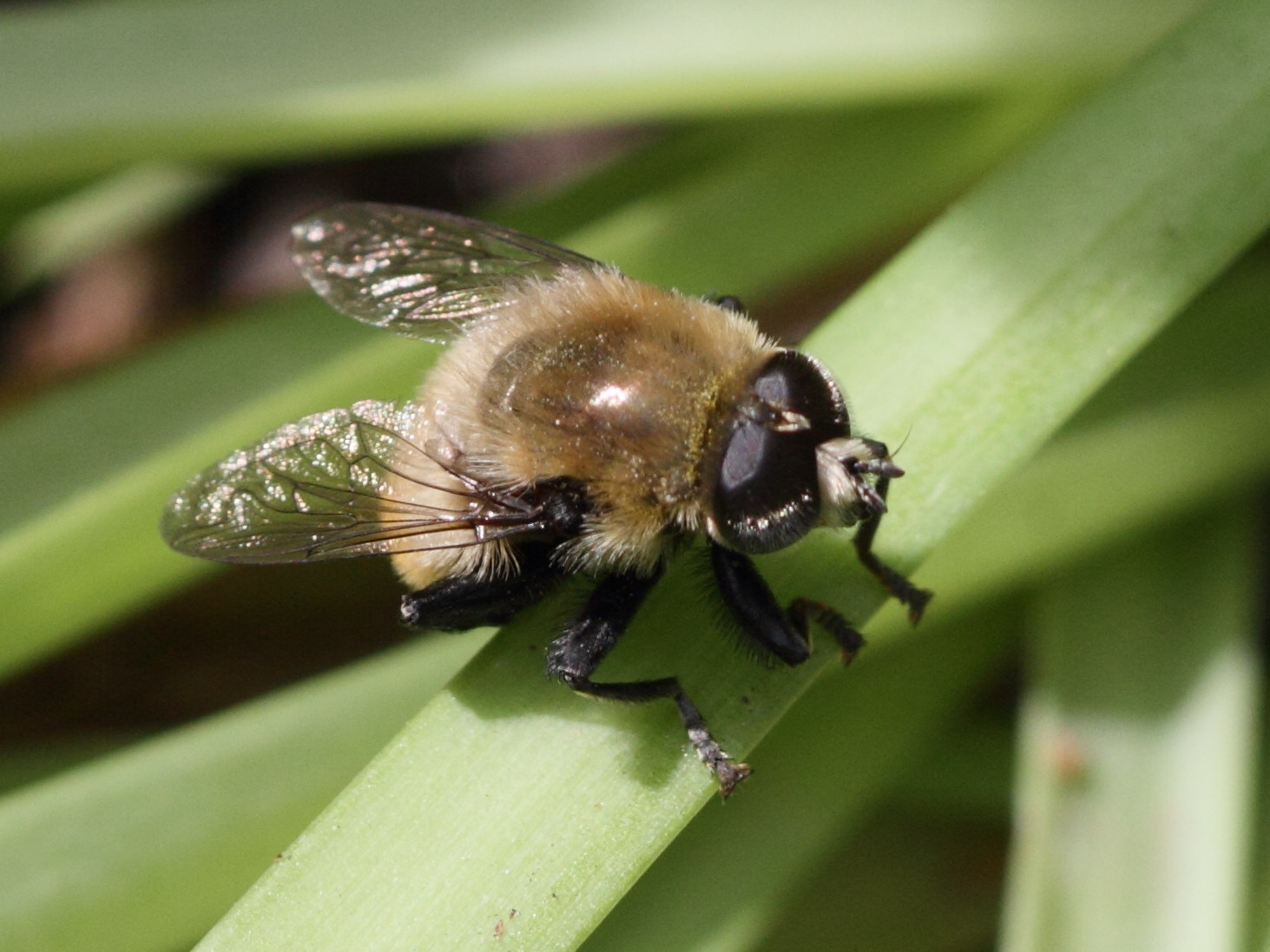 merodon_equestris2bd