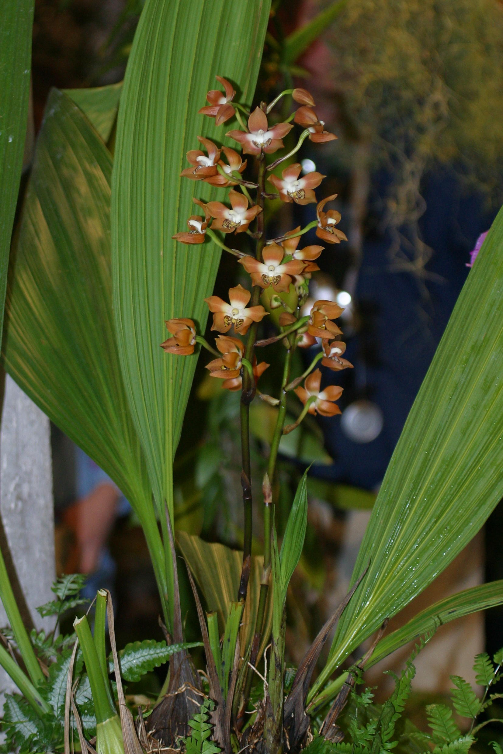 Afficher le média neomoorea_irrorata3md neomoorea_irrorata3md