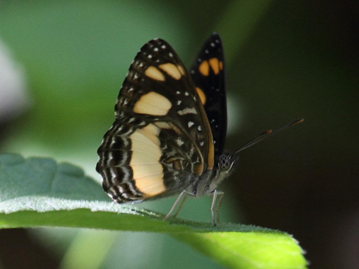 neptis_mayottensis1bd